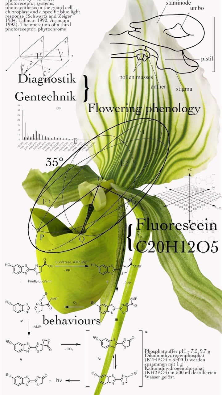 東信のインスタグラム：「New Anatomical chart  @azumamakoto_graphiccenter  @yamada_haruka_    This artwork is modern version of botanical portraits.  Along with vivid visuals created by shooting real flowers and turning them into 3D models, it provides detailed descriptions of plant morphology, internal cell structure, flowering physiology, pigments, aromatic components, and genetic information using chemical formulas and diagrams.  This is an attempt to remove the veil that plants wear, analyze them, and describe them in universal language.   There are countless diverse species of plants on Earth, and new species are still being discovered while cultivated varieties continue to be developed.  We humans try to understand them better by classifying and naming them. However, the appearance of flowers that we usually see is just superficial.  Looking at flowers through the filter of science allows us to see them from different perspective.   Life has the flexibility to constantly change due to the combination of predetermined genetic programs and environmental factors.  By breaking down the life activities of plants into molecular-level information, we are trying to reveal the essence of the beauty and vitality that plants possess, created by that exquisite balance. We want to understand more deeply about the beautiful pioneer, flowers.    この作品は、現代版の植物の肖像画です。 実物の花を撮影して3Dモデルに変換した鮮やかなビジュアルとともに、植物の形態、細胞の内部構造、開花生理、色素、香気成分、遺伝情報などを化学式や図式で詳述しています。 これは、植物が身にまとうベールを取り除き、分析し、普遍的な言葉で記述しようとする試みです。   地球上には数えきれないほど多様な植物種が存在し、今も新種が発見され続け、また栽培品種が生み出され続けています。 私たち人間はそれら植物を分類し、名前を付けることで、より理解しやすくしようとしています。 しかし、私たちが普段目にする花の姿は、表面的なものに過ぎません。 科学というフィルターを通して花を見ることで、また異なる視点で花を見ることができます。   生命は、遺伝子という予め定められたプログラムと、環境という変動要素との組み合わせによって、常に変化し続ける柔軟性を有しています。 植物の生命活動を分子レベルの情報まで分解することで、その精巧なバランスによって生み出された、植物が持つ美しさや生命力の本質をあぶり出そうとしています。 私たちは、花という美しい先駆者について、もっと深く解りたいのです。  #azumamakoto  #shiinokishunsuke  #amkk #azumamakotographiccenter #newanatomicalchart #現代版花解剖図 #東信 #東信花樹研究所」
