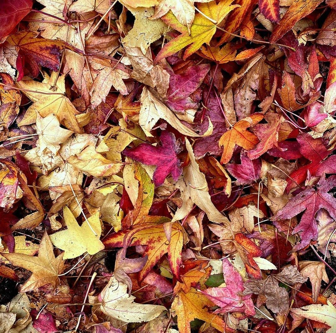 ナイジェラ・ローソンさんのインスタグラム写真 - (ナイジェラ・ローソンInstagram)「Much as I miss the green burst of my little London garden in May, the autumn leaves in Melbourne are just sensational. It looks as if an art director has arranged them all! How does hot pink even get in there? But it does, and I linger appreciatively at the piles that are brushed to the sides of the roads #melbourne #autumnleaves #beauty」5月5日 10時50分 - nigellalawson