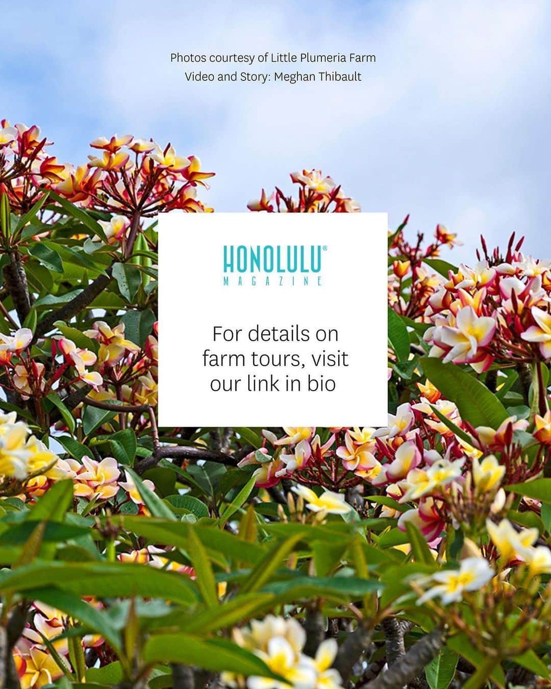 クラーク・リトルさんのインスタグラム写真 - (クラーク・リトルInstagram)「#Repost @honolulumag ・・・ @littleplumeriafarms is now open for exclusive, guided tours, where you can pick some of your own plumeria. Visitors will be met at a nearby mac nut farm; from there, they’ll be transported in a small tour bus to this stunning and private hilltop site. Swipe to read snippets of the story.」5月5日 5時58分 - clarklittle