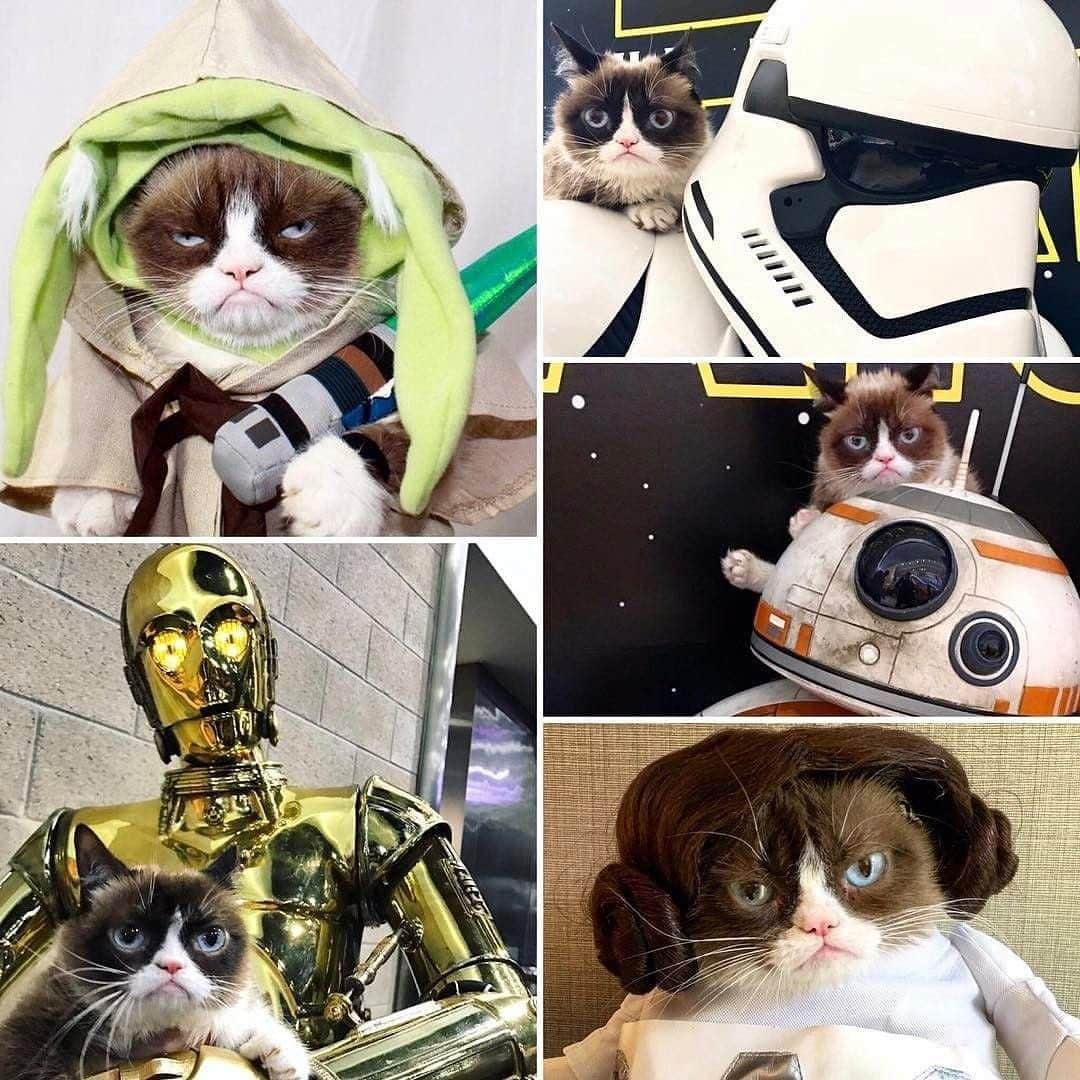 Grumpy Catのインスタグラム：「May the 4th be over already.  #MayThe4thBeWithYou」