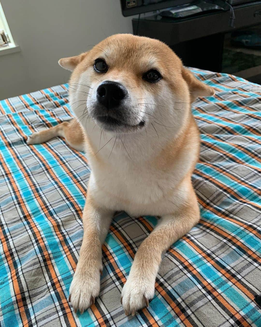 9GAGさんのインスタグラム写真 - (9GAGInstagram)「Which one is your favorite airplane ears? ✈️ | Follow @barked for more cute dogs! - 📷 @uta.koto.n - #barked #dog #doggo #ShibaInu #Shiba #9gag」5月5日 7時00分 - 9gag