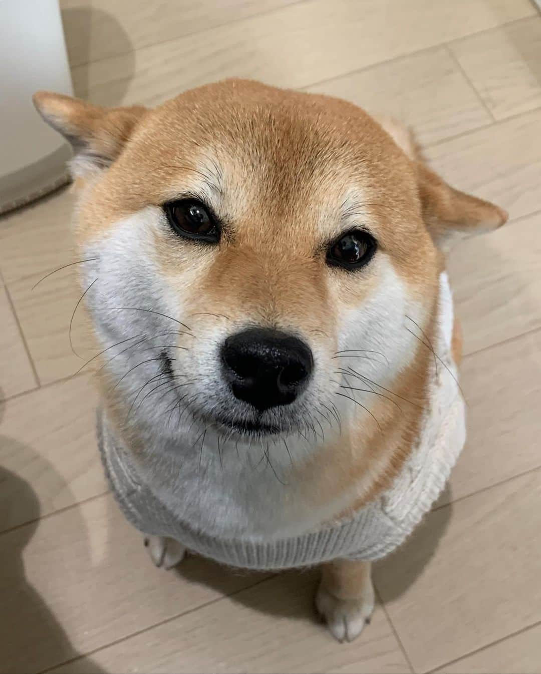 9GAGさんのインスタグラム写真 - (9GAGInstagram)「Which one is your favorite airplane ears? ✈️ | Follow @barked for more cute dogs! - 📷 @uta.koto.n - #barked #dog #doggo #ShibaInu #Shiba #9gag」5月5日 7時00分 - 9gag