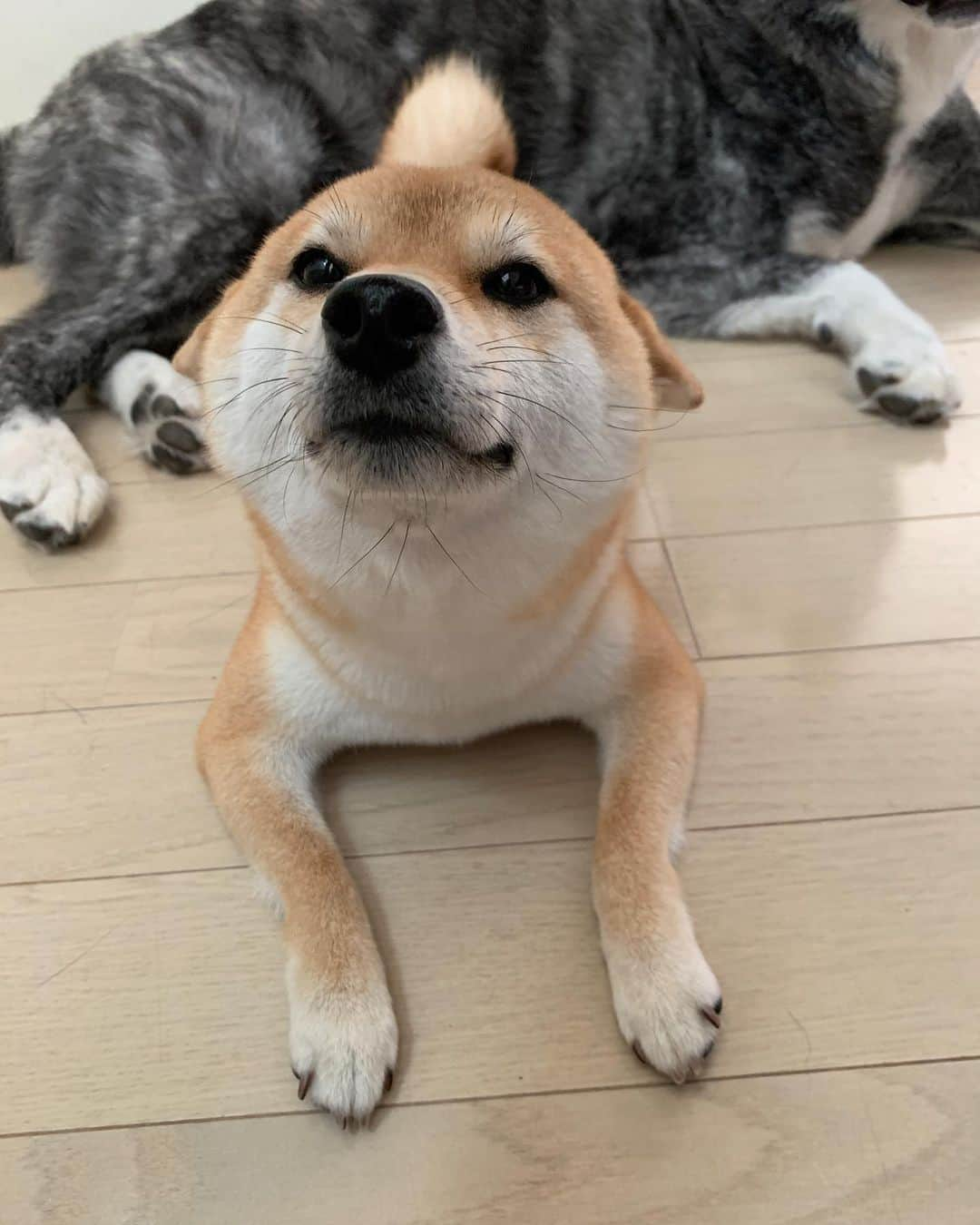 9GAGさんのインスタグラム写真 - (9GAGInstagram)「Which one is your favorite airplane ears? ✈️ | Follow @barked for more cute dogs! - 📷 @uta.koto.n - #barked #dog #doggo #ShibaInu #Shiba #9gag」5月5日 7時00分 - 9gag