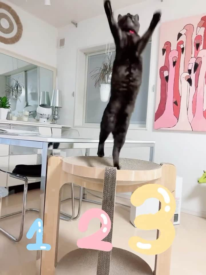 猫壱（ねこいち•ネコイチ）のインスタグラム：「1.2.3 JUMP💨💨💨 バンザイして羽根にジャーンプ🤣  @goromomi_marimo さん お写真をありがとうございました😊 お写真の商品はバリバリボウルタワーでした🐱  :::::::::猫壱 :::::::   猫壱商品を使ってくれている写真や動画に【猫壱写真館】のハッシュタグをつけてポストしてください✨  猫壱SNSなどでリポスト・紹介されるかも？！  猫壱HPにも掲載されるチャンスも🥺  ぜひ皆さんハッシュタグをつけてポストしてくださいね🥺    @necoichicojp のハイライトから応募要項をチェックして是非ご応募くださいね❤   Reproduction is  prohibited.  ...........................................................................  #猫壱写真館  #猫壱 #necoichi #爪研ぎ #猫好きさんと繋がりたい  #猫好き　 #猫のいる暮らし  ...........................................................................」