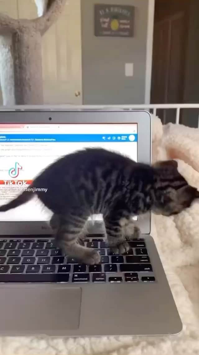 Cute Pets Dogs Catsのインスタグラム