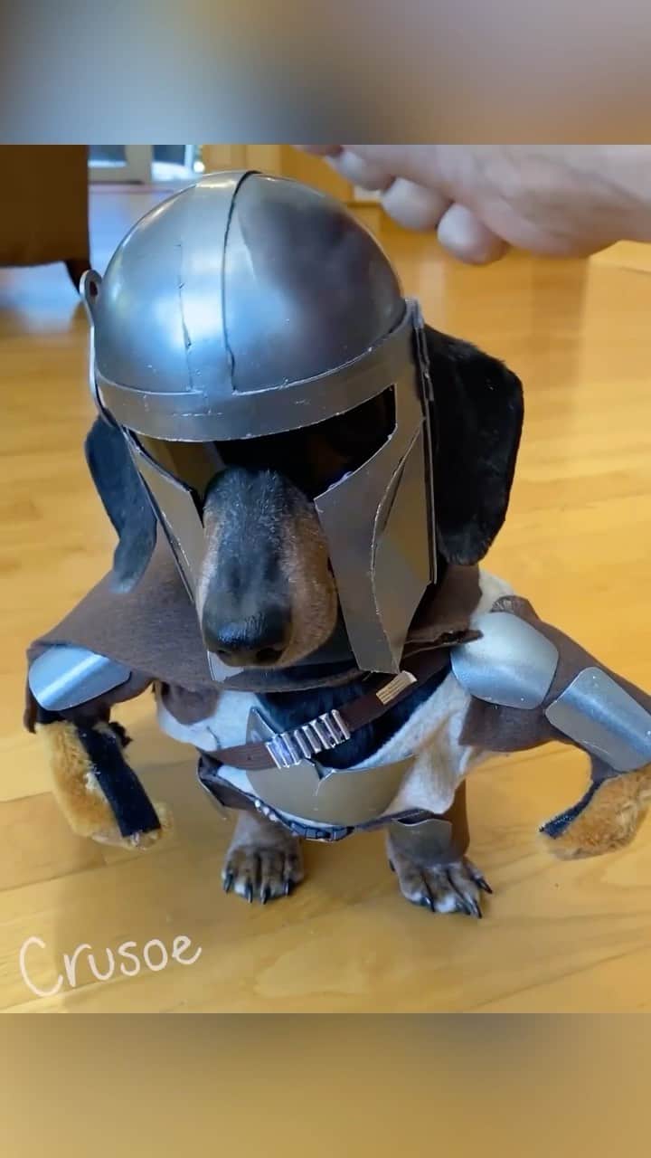 Crusoe the Celebrity Dachshundのインスタグラム：「Just don’t tap his helmet! 😝 May the 4th be with you!   #maythe4thbewithyou #dogsofinstagram」