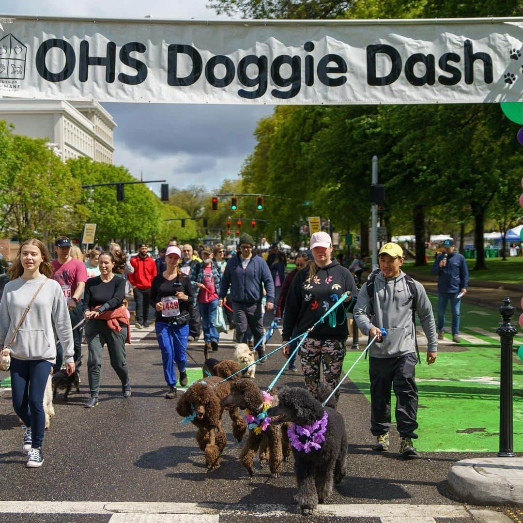 Portlandさんのインスタグラム写真 - (PortlandInstagram)「Next Saturday, May 13th is the Oregon Humane Society’s Doggie Dash fundraiser. Walk or run the course with your furry friend at the Tom McCall Waterfront Park for the West Coast’s biggest celebration of animals! 🐶❤️ @oregonhumane #portland #pnw #oregon #portlandoregon #pacificnorthwest #travelportland #doglovers」5月5日 7時40分 - portland