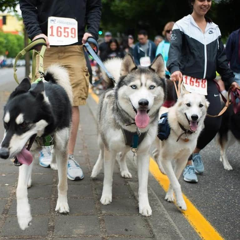 Portlandさんのインスタグラム写真 - (PortlandInstagram)「Next Saturday, May 13th is the Oregon Humane Society’s Doggie Dash fundraiser. Walk or run the course with your furry friend at the Tom McCall Waterfront Park for the West Coast’s biggest celebration of animals! 🐶❤️ @oregonhumane #portland #pnw #oregon #portlandoregon #pacificnorthwest #travelportland #doglovers」5月5日 7時40分 - portland