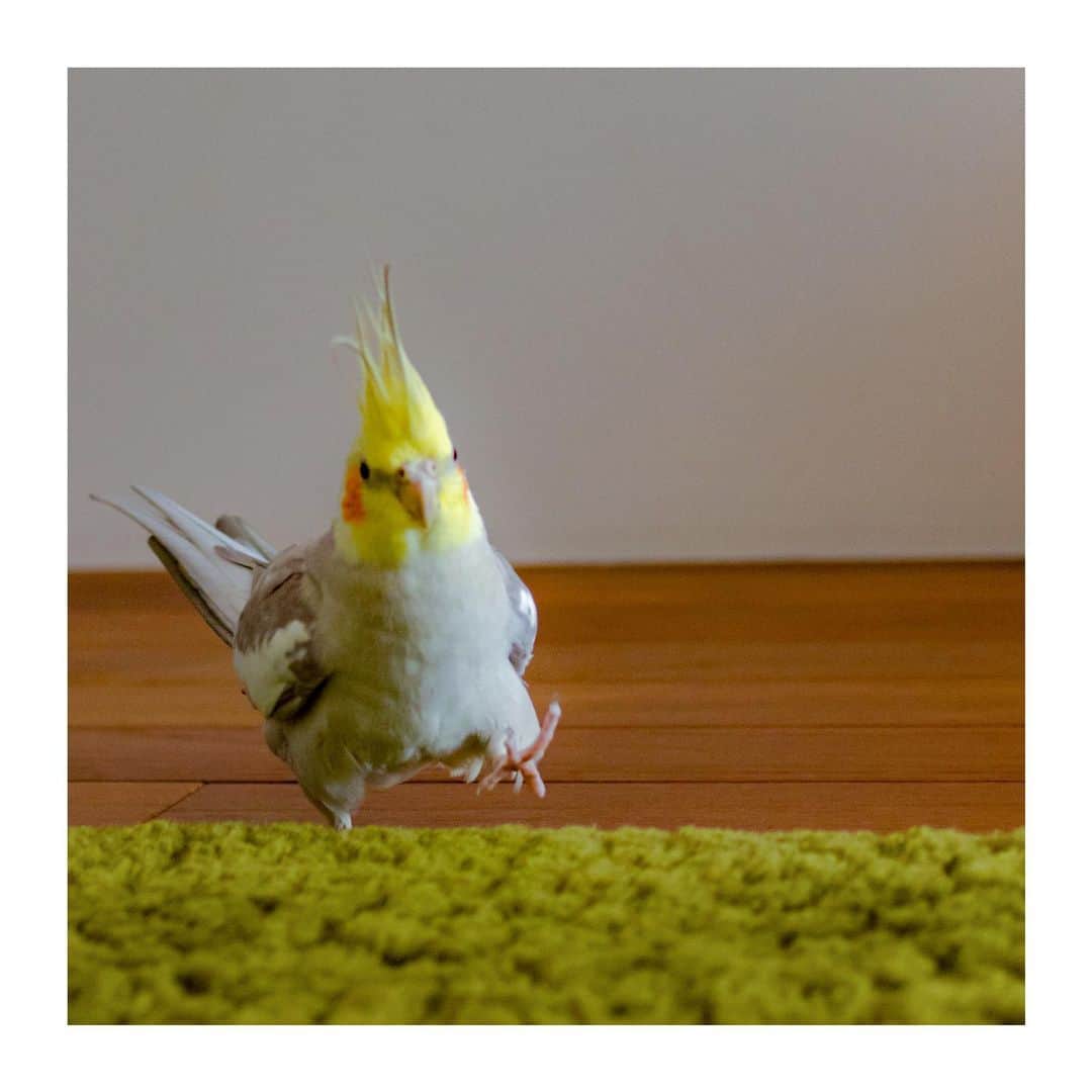 YURAPOi ゆらぽぃのインスタグラム：「best photo  http://www.ryoichisakai.com  #オカメインコ #ぽぃちゃん  ©︎ryoichisakai」