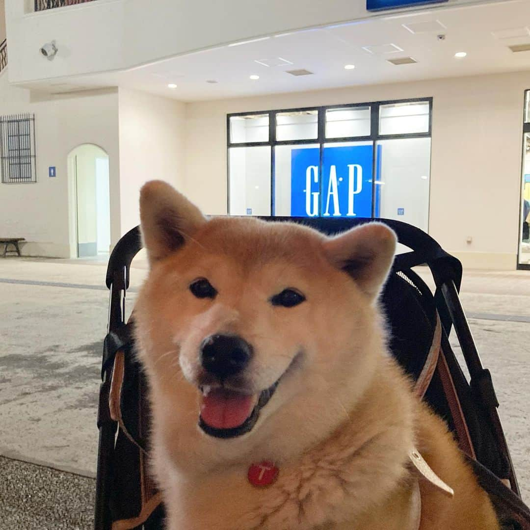 てんパパさんのインスタグラム写真 - (てんパパInstagram)「昨夜は仕事終わりにテラス席で夕食。 GAPの2階がペット屋さんで、てんちゃん、おやつを大人買いしてました。 #テラス席ペットok #ママとてん」5月5日 8時16分 - tenchan.shiba