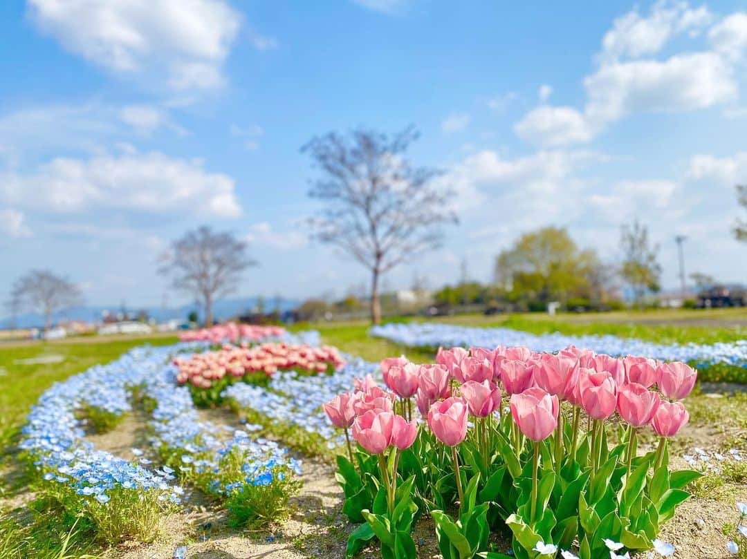松崎莉沙のインスタグラム：「ゴールデン感はないですが 通常運転で元気に色々やってます💃  良い天気が続いていて 気持ちいいー！！暑いけどーー！  GW早くも後半戦ですね 良き日々を〜っ！💐☁️  (写真は先月帰省した時の何気ない滋賀の風景。 綺麗すぎませんか)  #花 #チューリップ #ネモフィラ #滋賀 #flower #tulip #nemophila #shiga」