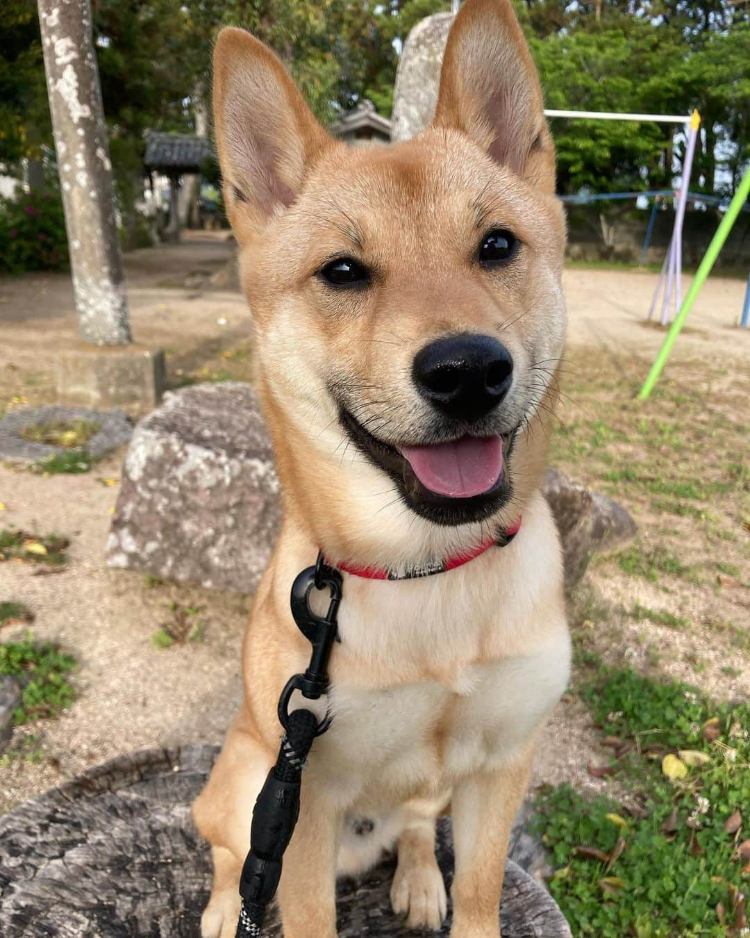 ねりお弘晃のインスタグラム：「⠀ ⠀ 尊い❤️🐶🔴  可愛いと凛々しい☺️  #山陰柴犬 #saninshibainu #柴犬 #shibainu #shibainupuppy #shibainustagram #柴犬のいる暮らし #犬 #犬のいる暮らし #小田原 #箱根 #田舎暮らし #犬のしつけ #子犬のしつけ #犬スタグラム #犬ばか部 #猫 #アメショ #アメリカンショートヘア #岡山」