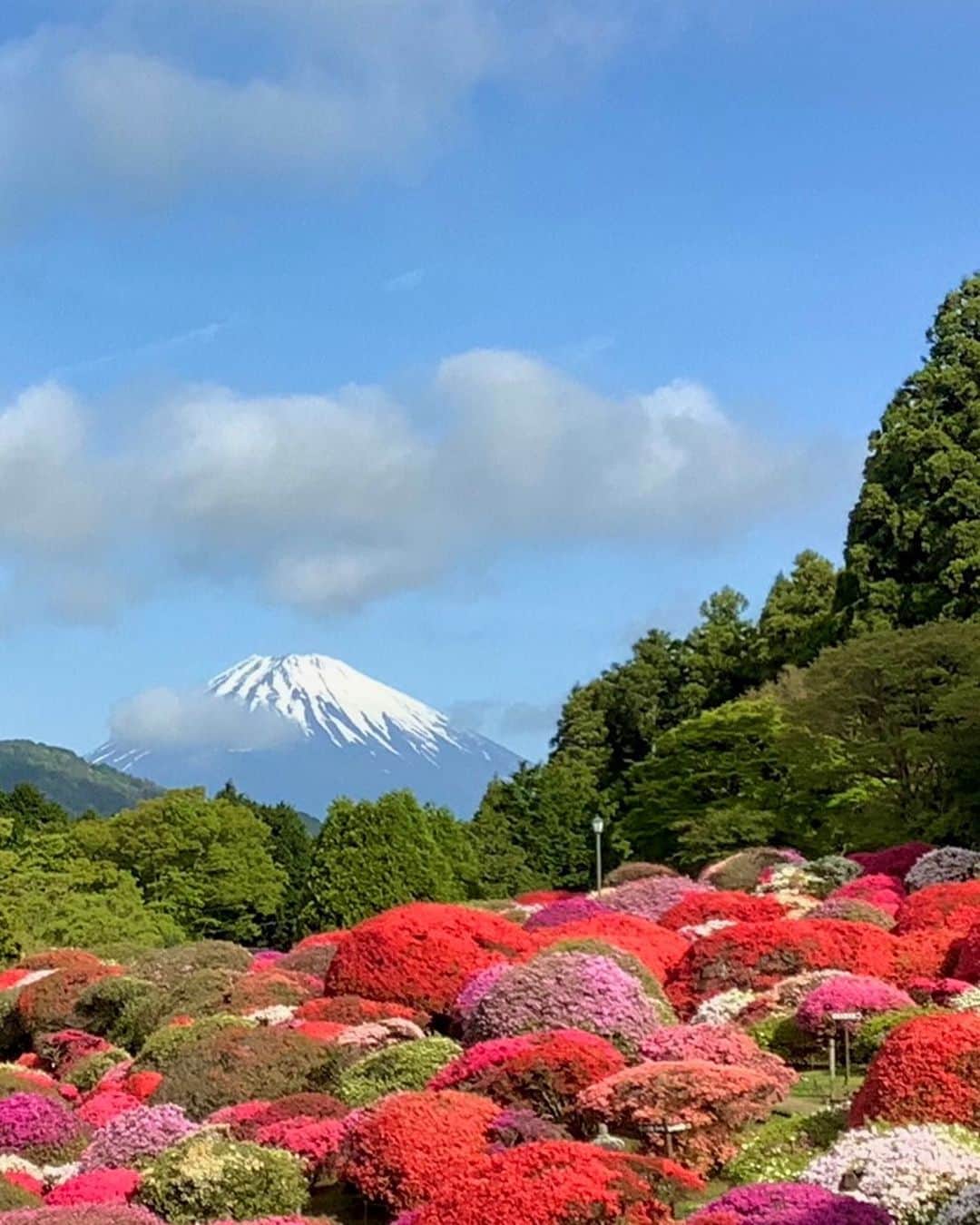 依田司さんのインスタグラム写真 - (依田司Instagram)「5月5日（金） 神奈川県箱根町『山のホテル』は言わずと知れたツツジの名所。庭園を84品種約3000株のツツジが埋め尽くします。 例年はＧＷ明けに開花が進むそうですが、今年は例年よりも７～１０日ほど早く開花し、ちょうど連休中に楽しめる状態になりました。早咲きは終わりかけですが、遅咲きはコレから開花です。 富士山とのコラボや期間限定スイーツは、映え写真に外せませんね。  #山のホテル #ALDIES #アールディーズ #依田さん #依田司 #お天気検定 #テレビ朝日 #グッドモーニング #気象予報士 #お天気キャスター #森林インストラクター #グリーンセイバーアドバンス #プロジェクトワイルド #IPCC伝導者 #japan #japantrip #japantravel #unknownjapan #japanAdventure #japanlife #lifeinjapan #instagramjapan #instajapan #療癒 #ilovejapan #weather #weathercaster #weatherforecast」5月5日 9時06分 - tsukasa_yoda