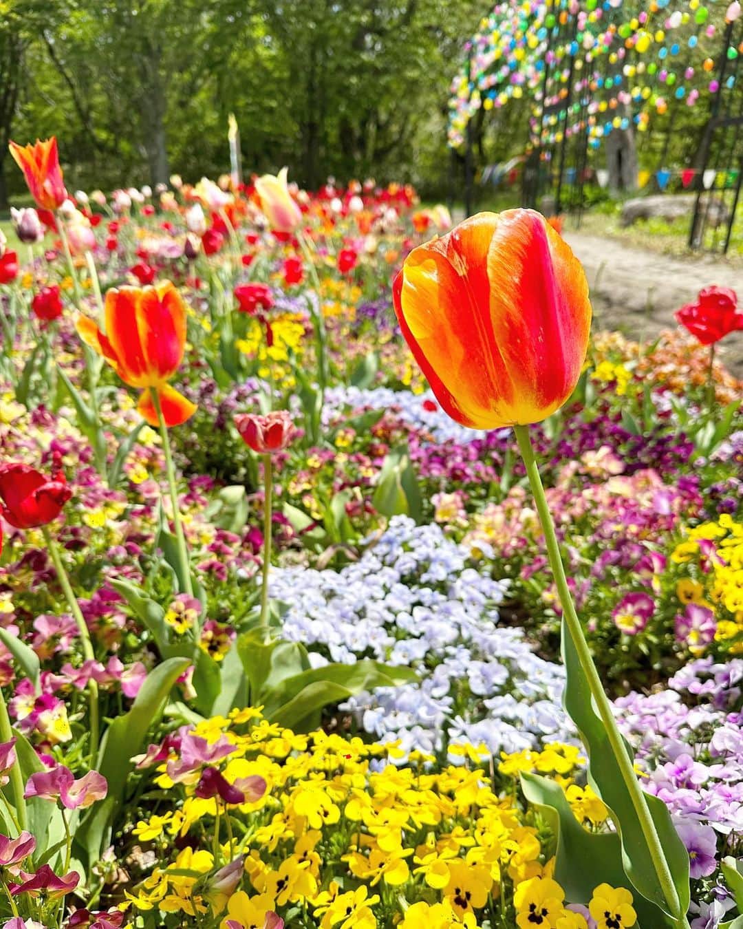 内田有香さんのインスタグラム写真 - (内田有香Instagram)「全国都市緑化フェアにあわせ 藤崎百貨店ではフラワーフェスティバル開催中🌼  花のある暮らしとして奥田雄太 さんの 絵画の花を中継でご紹介しました。  そして写真は、東北最大級の花畑 「やくらいガーデン」です。 🌷🌷🌷 ここでも鮮やかな花々に癒されました☺️  #宮城  #東北旅行 #お花畑」5月5日 19時59分 - yuuka_uchida_