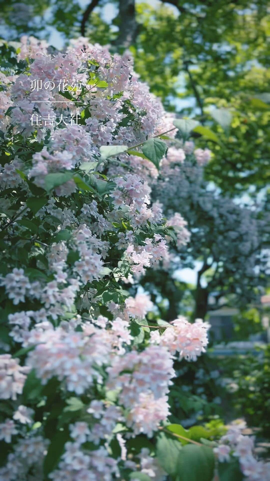 住吉大社 | sumiyoshitaishaのインスタグラム：「住吉大社　卯の花苑　5月中　10時〜16時  #住吉大社 #神社 #日本 #sumiyoshitaisha #osaka #japantrip #osakatrip #shrine #japan #大阪 #大阪観光 #卯の花 #5月」