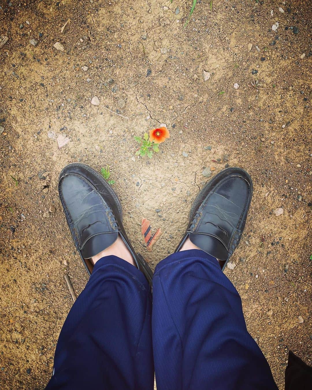 日向亘さんのインスタグラム写真 - (日向亘Instagram)「枯れた土の上でも堂々と生える花。 まるでペンディングされた自分たちのよう   #ペンディングトレイン」5月5日 18時53分 - hyuga_wataru