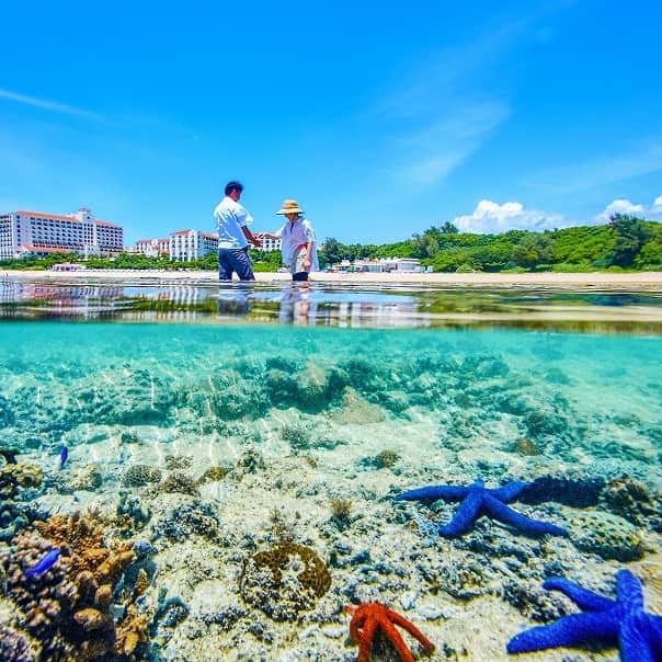 ホテル日航アリビラ 公式Instagramのインスタグラム：「. ＼🐠リーフトレイル🐠／ ホテル前に広がる海は“アリビラブルー”と呼ばれ、沖縄本島屈指の透明度を誇ります。波打ち際のニライビーチは、県内でも数少ない星砂が見られる砂浜です。また、1日に2回繰り返される潮の満ち引きにより、大潮の干潮時に自然の礁池（沖縄の方言で「イノー」）が現れます🌊  日航アリビラでは事前にオリエンテーションをした後、ガイドと一緒にリーフを歩きながらニライビーチの生き物を観て触って自然環境を学べるリーフトレイルをお楽しみいただけます。  潮が引いて顔を出したリーフは、さまざまな海の生き物との出会いに満ちております。色鮮やかな魚やヤドカリ、カニ、ヒトデ、ナマコなど、透明なニライビーチで小さな生き物たちを実際に見たり、お気に入りを探して、お楽しみくださいませ🦀  【催行期間】5月4日、7月～8月 【所要時間】90分 【料金】宿泊者　大人3,200円／小人2,700円（3歳～小学生）、外来　大人4,200円／小人3,700円（3歳～小学生）全て税込み 【集合場所】マリンハウス ※開催日時はマリンハウスへお問い合わせください。 ※最少催行人数2名 ※小学生以下保護者同伴 ※ご予約後、キャンセルされる場合は開催時間の1時間前までにご連絡ください。 ※天候・海洋状況により中止になる場合がございます。  ▼詳しくはこちら▼ https://www.alivila.co.jp/activity/archive/1019/  #ホテル日航アリビラ #アリビラ #リゾート #沖縄リゾートホテル #アリビラブルー #アリビラ時間 #ニライビーチ #沖縄 #沖縄旅行 #沖縄観光 #沖縄絶景 #女子旅 #沖縄ホテル #オーシャンビューホテル #読谷 #読谷村 #沖縄プール #記念日旅行 #誕生日旅行 #カップル旅行 #夫婦旅行 #マリンアクティビティ #リーフトレイル #海の生き物 #珊瑚 #干潮 #潮干狩り」