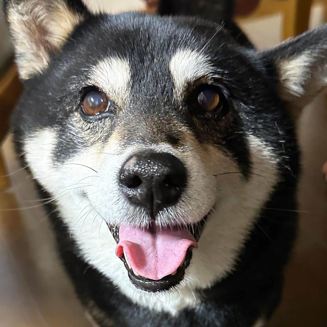 vo_coのインスタグラム：「🐾 団欒に満面の笑顔で参加してきた犬 こう見えて実家に来て丸2日ハンストしてたのもあたしです ＊ #shibastagram #instashiba #shiba #shibainu #黒柴 #柴犬」