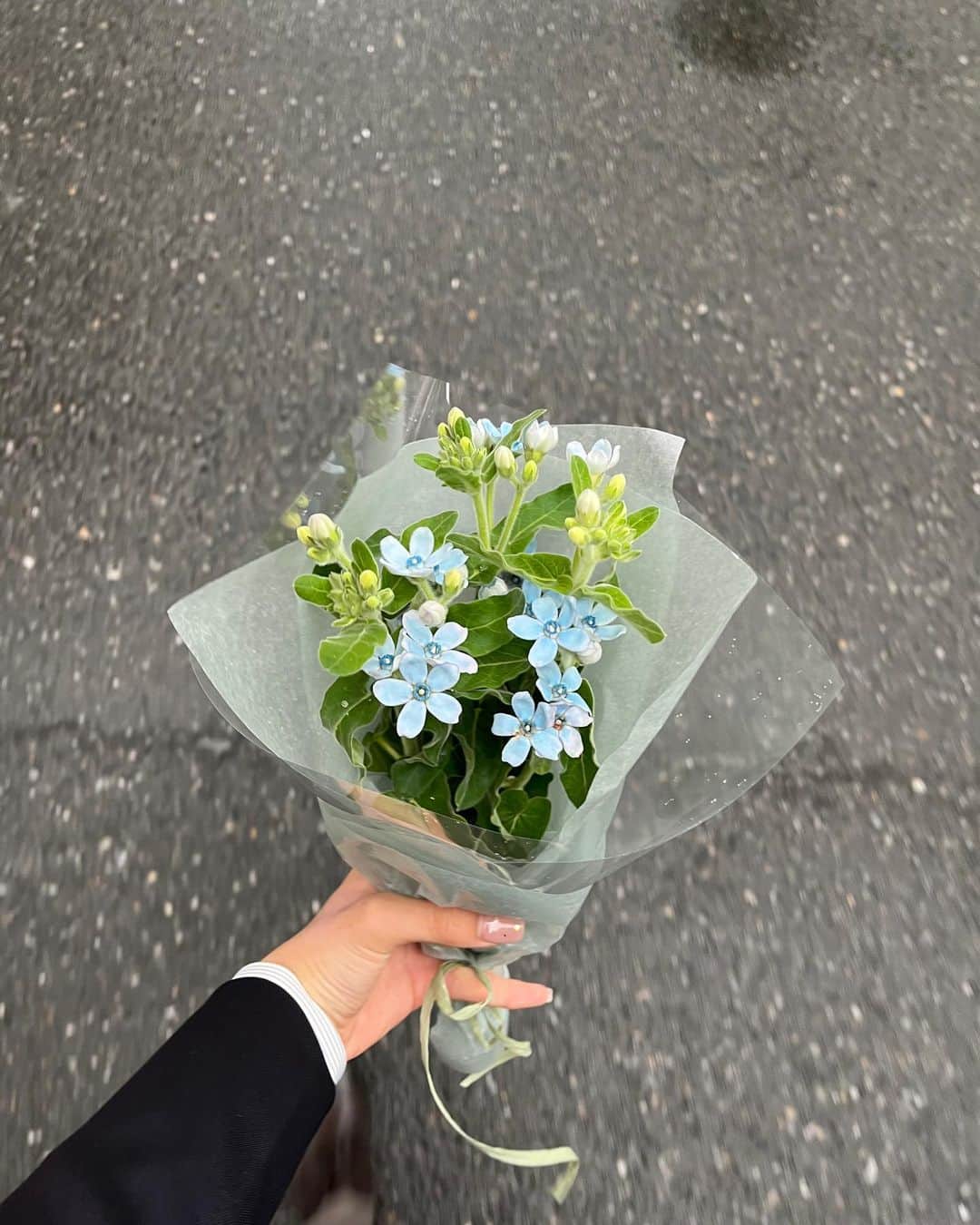 星野晴海のインスタグラム：「入学式 🎠🌷  (本当は四月中に投稿するつもりだったんだけど気づいたら5月で怖いね汗) 新しいお友達もできてとっても平和にゆったりした毎日を送っています📍  ブルースターは帰って花瓶にさしたんだけど、だんだん青が濃くなって最後には紫に染ってて毎日違う姿を見せてくれてとても可愛かった😿🩷」
