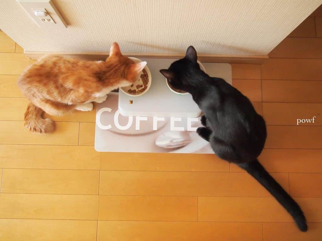 anemone_69のインスタグラム：「🐈🐈‍⬛ . 懐かしのチビチビシリーズ ラストはお食事風景。 . まだ壁がきれいだったんだな〜😂 . . #ハカセとキョウジュ #cat #猫 #保護猫 . . .」