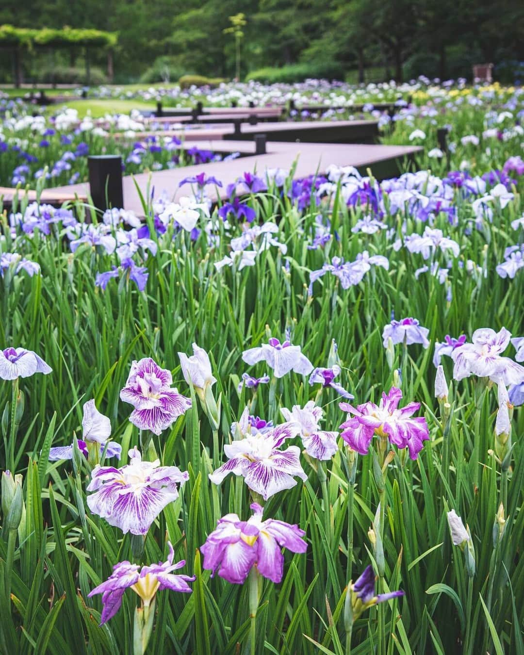 花の写真館のインスタグラム：「Photo by @toshi.25photo. https://instagram.com/toshi.25photo/ . Original Post[投稿いただいたURL] https://www.instagram.com/p/CfEGdwfP9cU/ . 本アカウントは、 #私の花の写真 をつけてInstagramに投稿された皆さまの花の写真や、「花の写真館」Facebookページで投稿された花の写真を紹介します。 「花の写真館」Facebookページは、「 @floral.photograph 」のプロフィールにあるURLからご覧ください。 . ※各種法令、マナー、関係者の指示に従った撮影をお願いします。 *Please ensure that your photography adheres to all relevant laws, etiquette, and instructions issued by authorized persons. ※本アカウントは東京カメラ部がFacebook、Instagramのサービスを利用して運営しているもので、Meta社・Instagramとは一切関係ありません。 . #花の写真館 #floralphotograph #floralphoto #flower #flowers Follow: @floral.photograph」