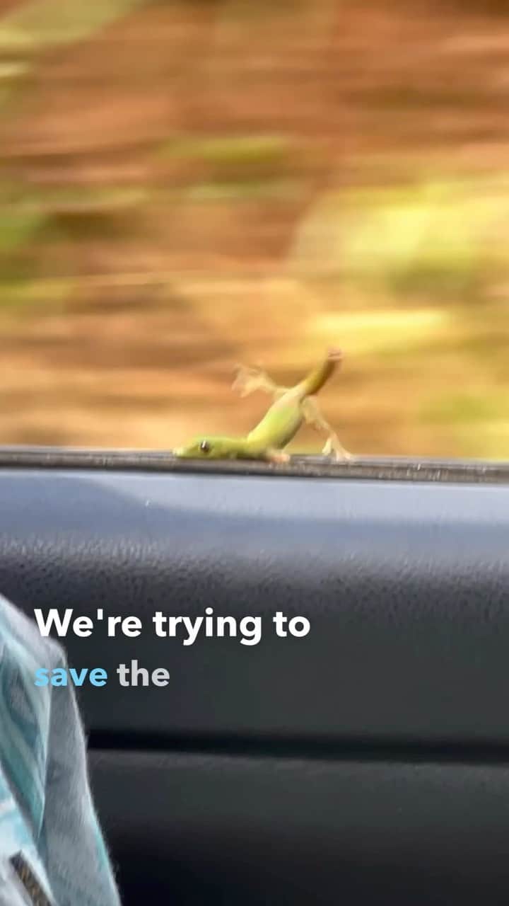 Bethany Hamiltonのインスタグラム：「We got 15% off of our car insurance 😆🦎」