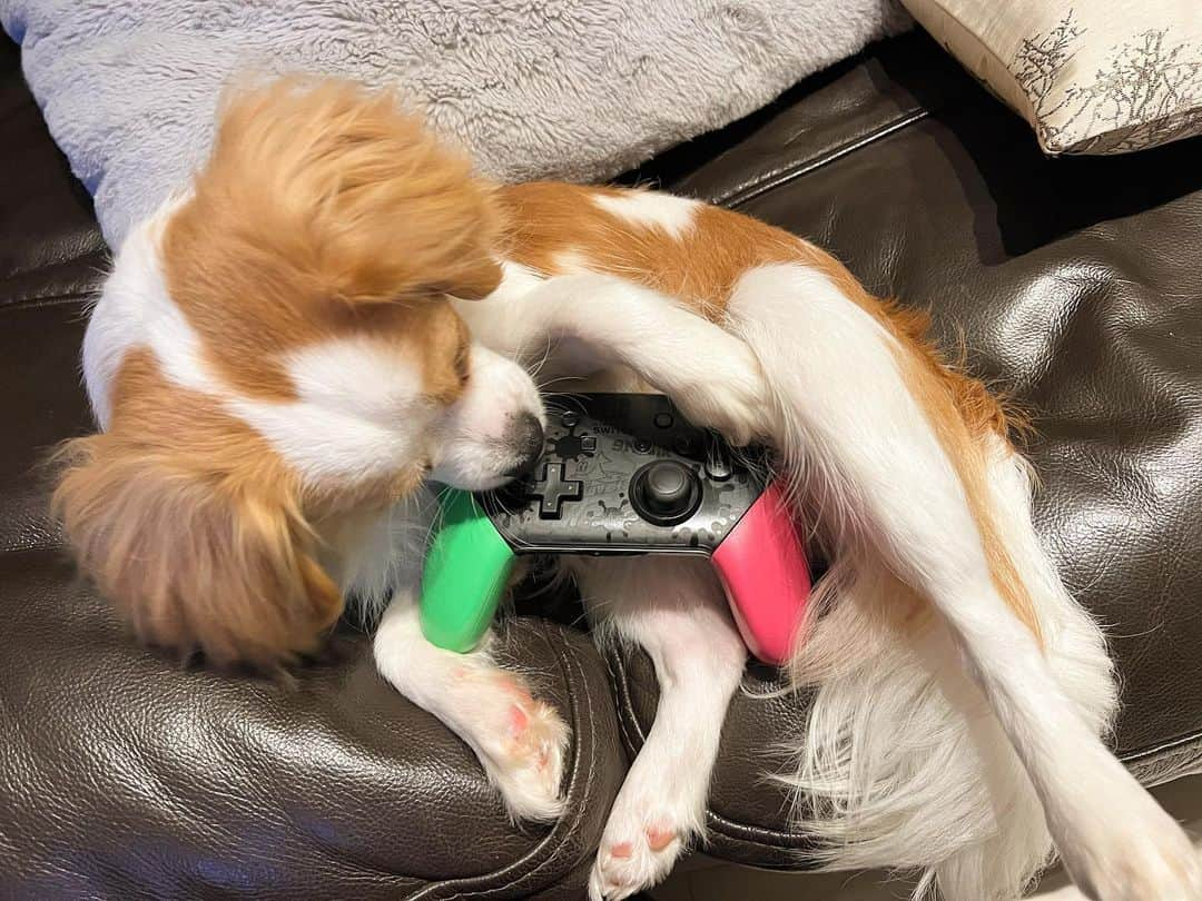 楪望さんのインスタグラム写真 - (楪望Instagram)「* 🐶🎮❤️ ふと隣見たら、変な体勢でコントローラー抱えながら寝てて笑ったꉂꉂ(ﾉ∀≦｡)σ💤  平和なGWです🕊️ 皆さんはいかがお過ごしですか？☺︎ #犬 #dog #わんこ #しっかりゲーマー犬に成長してくれていて母は嬉しいよ #swich #コントローラー #dogoftheday #犬のいる暮らし #🐶 #🎮」5月5日 11時01分 - nozomi_yuzuriha_official