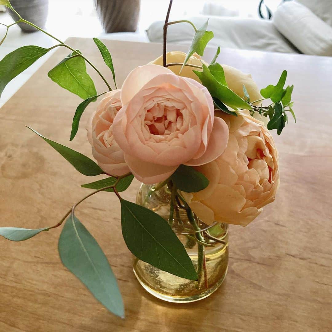 chai0219のインスタグラム：「お部屋中にいい香り❤︎  小ぶりだけどブリーズちゃんも沢山咲いてくれました。  #mの植物記録 #flora #flower #flowers #rose #ローズ #バラ #デビッドオースチン #ベランダ #ベランダガーデン #ジュードジオブスキュア #ブリーズ #植物 #薔薇 #花 #イングリッシュローズ #plants」
