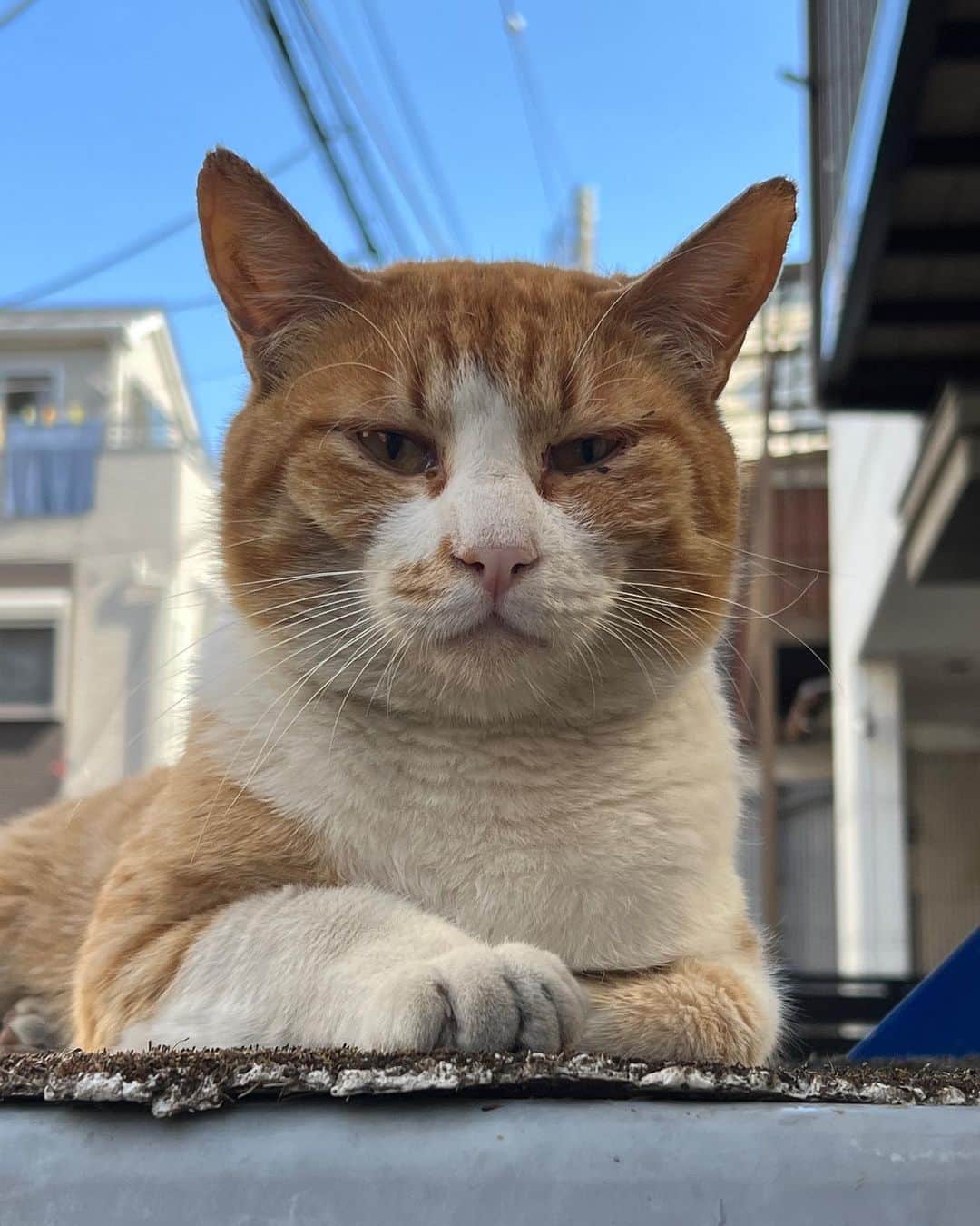Kachimo Yoshimatsuのインスタグラム：「おはようちゃめし Good Morning Chameshi  今日も朝から猫パンチ！ うかつにも爪が入ってしまい出血 もう〜  #うちの猫ら #chameshi #猫 #ねこ #ニャンスタグラム #にゃんすたぐらむ #ねこのきもち #cat #ネコ #catstagram #ネコ部 http://kachimo.exblog.jp」