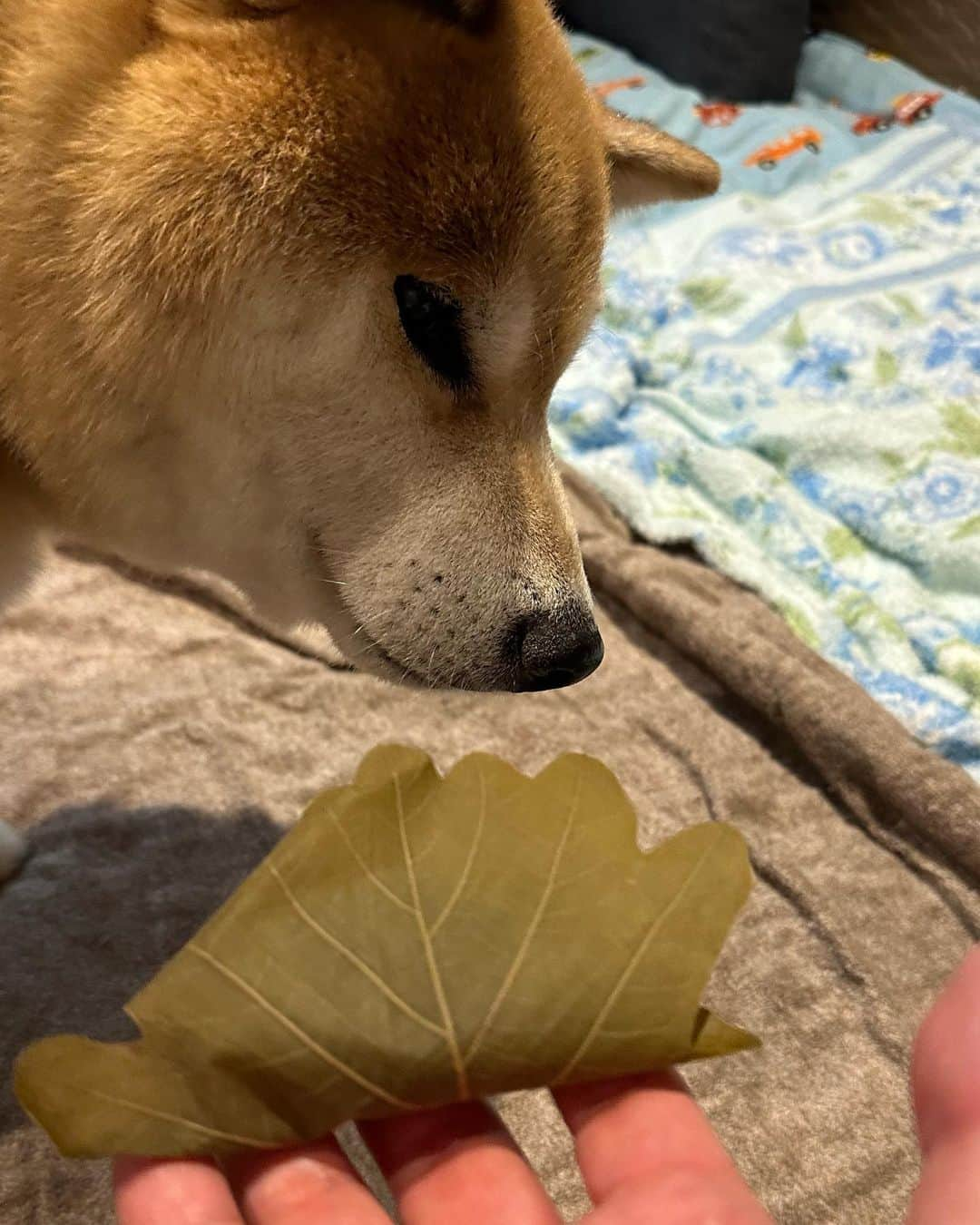 まる（まるたろう）のインスタグラム：「今日は子供の日なのね〜✨🐶🎏✨柏餅すっきゃねん #いい香りよね #んまーい  #まる15歳だから #15個いっとくわ」