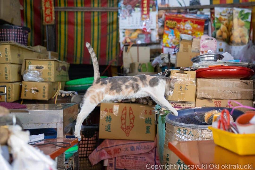 Masayukiさんのインスタグラム写真 - (MasayukiInstagram)「やんちゃな店番さん。  #cat #ねこ #猫 #東京カメラ部 #nekoclub  #mmgtw #my_eos_photo  #yourshotphotographer」5月5日 12時05分 - okirakuoki