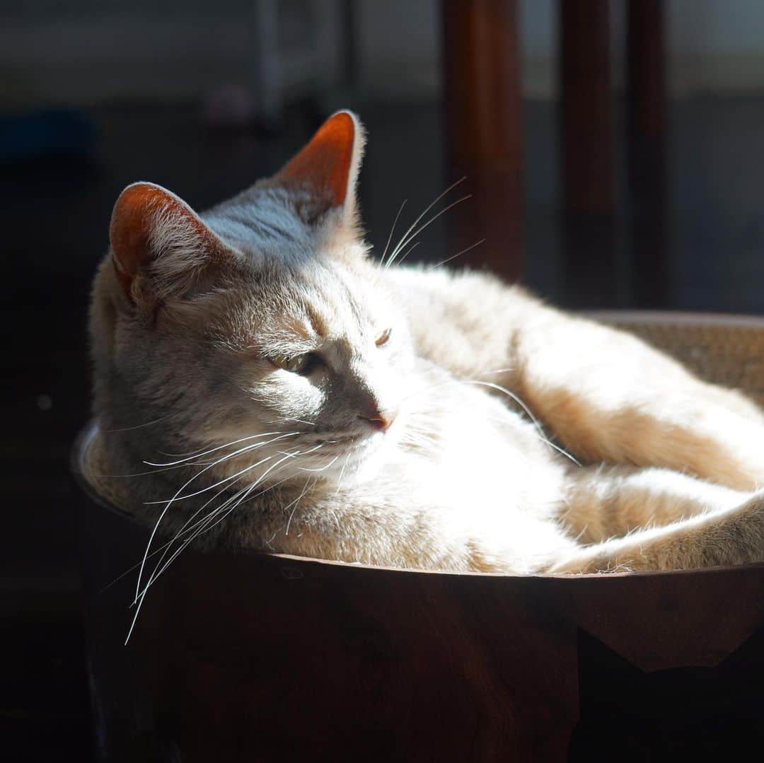 モアレ & クリエさんのインスタグラム写真 - (モアレ & クリエInstagram)「丸く収まるモアクリ  #モアクリ #moacrie #ねこ #猫 #cat #catsagram #ねこすたぐらむ #にゃんすたぐらむ #猫のいる暮らし #ねこのいる生活」5月5日 12時10分 - moacrie