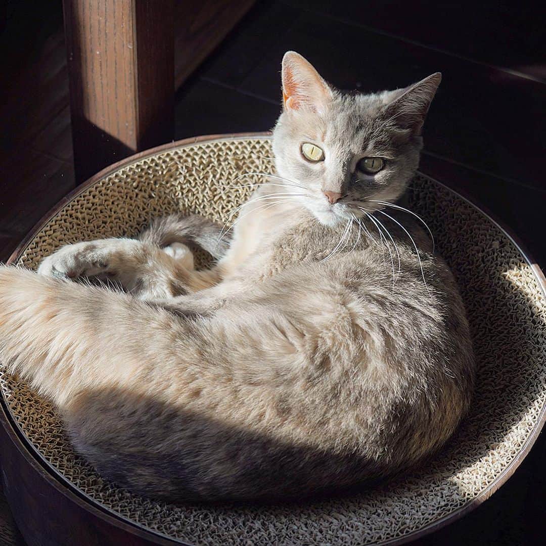 モアレ & クリエさんのインスタグラム写真 - (モアレ & クリエInstagram)「丸く収まるモアクリ  #モアクリ #moacrie #ねこ #猫 #cat #catsagram #ねこすたぐらむ #にゃんすたぐらむ #猫のいる暮らし #ねこのいる生活」5月5日 12時10分 - moacrie