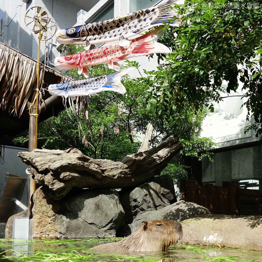 世界淡水魚園水族館 アクア・トト ぎふさんのインスタグラム写真 - (世界淡水魚園水族館 アクア・トト ぎふInstagram)「今日は #こどもの日。 15：00からは「カピバラのしょうぶ風呂」を開催します。  #アクアトト #水族館 #aquarium #GW #ゴールデンウィーク #オアシスパーク #河川環境楽園」5月5日 12時27分 - aquatotto_gifu