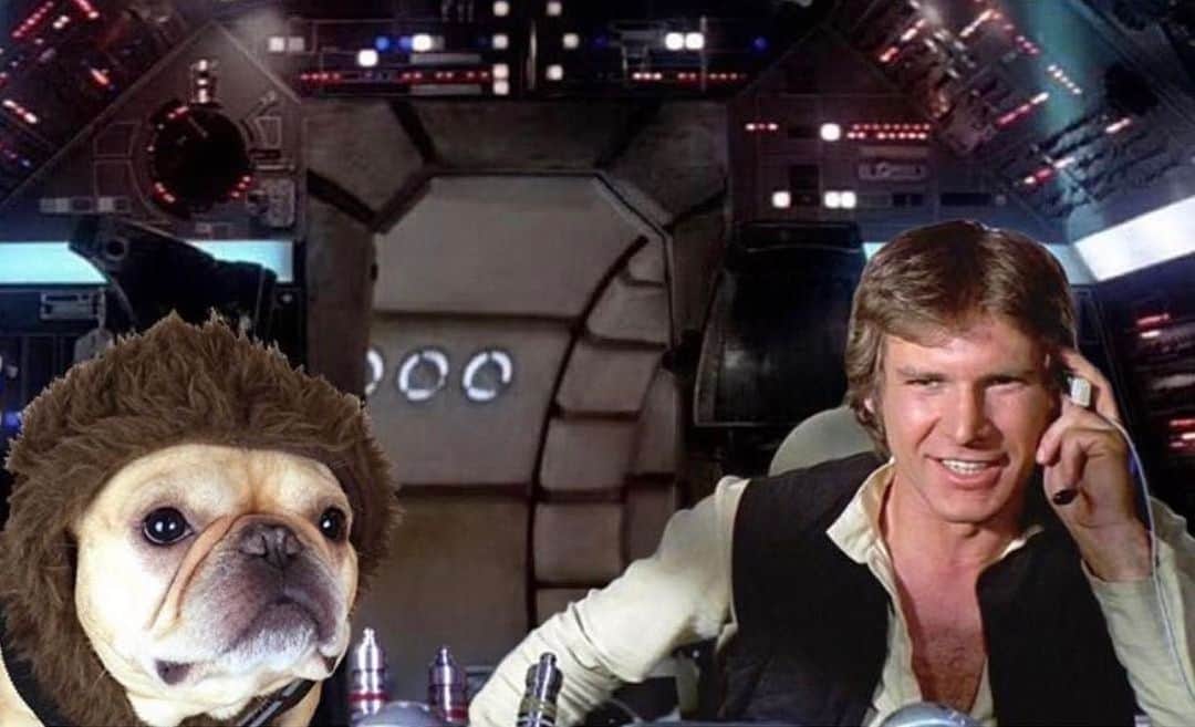 Hamlinさんのインスタグラム写真 - (HamlinInstagram)「Star Wars Fun Fact #223: There was a deleted scene where Chewy and Han joined alliances with DoorDash to make some extra side cheddar. Mmmmm…cheesy.  #maythe4thbewithyou」5月5日 12時35分 - hamlin_the_frenchie