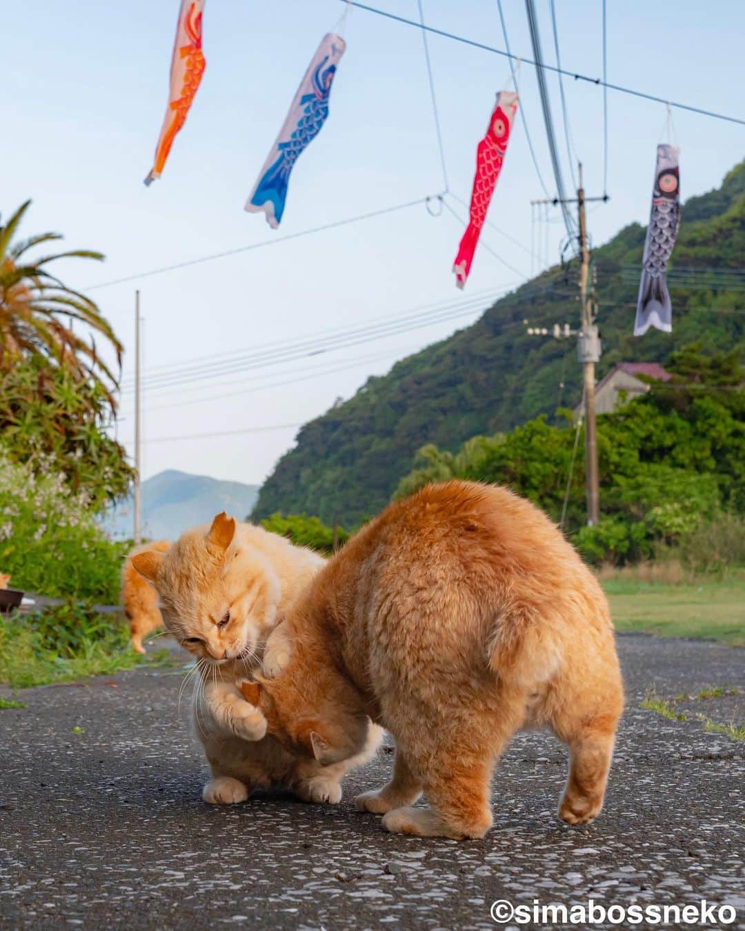 simabossnekoさんのインスタグラム写真 - (simabossnekoInstagram)「・ にゃん相撲五月場所🎏 The Island Cats sumo❗️ Swipeしてね←←🐾  〜お知らせ〜 新作写真集「島にゃんこ」好評発売中❣️ @simabossneko と、ぺにゃんこ( @p_nyanco22 )との初共著🐾  日本の島々で7年間撮り続けてきた、島の猫さん達のとびっきりの表情やしぐさがいっぱい✨ 厳選したベストショットから初公開の作品まで、愛おしくて幸せな瞬間を集めました。  ★Amazonほかオンライン書店、本屋さんにて  お気に入りの一冊になれば嬉しく思います☺️  📘A5変形サイズ／88ページ 1,210円(税込) ワニブックス刊  Amazonへは @simabossneko もしくは @p_nyanco22 のプロフィールURLよりご覧いただけます。 ・ ・ 【Notice】 NEW 3rd Photobook "Shima Nyanko (Island Cats)"  The book is co-authored by @simabossneko and @p_nyanco22  There are lots of wonderful photos of island cats✨   〜Description of the work〜 The cute cats that we have been shooting for 7 years in the islands of Japan.  From the carefully selected best shots to the first public photo, we have collected lovely and happy gestures. Kissing, cuddling, rubbing, synchronizing, playing, licking... The cats will heal you!  Please make a purchasing for this opportunity 😸🐾 The product page can be seen from the URL in the profile of @simabossneko or @p_nyanco22   ★Amazon Japan https://www.amazon.co.jp/dp/4847072863  It is possible to purchase and ship from Taiwan, Hong Kong, the USA, Korea, etc. ※ Shipping fee will be charged separately.  📘A5 variant size / 88 pages 1,210 JPY Published by Wanibooks ・ ・ #過去pic #しまねこ #島猫 #ねこ #にゃんすたぐらむ #猫写真 #cats_of_world #catloversclub #pleasantcats #catstagram #meowed #ig_japan #lumixg9」5月5日 12時55分 - simabossneko