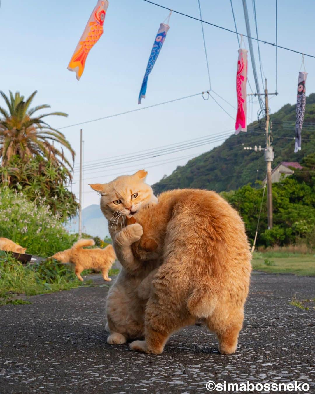 simabossnekoさんのインスタグラム写真 - (simabossnekoInstagram)「・ にゃん相撲五月場所🎏 The Island Cats sumo❗️ Swipeしてね←←🐾  〜お知らせ〜 新作写真集「島にゃんこ」好評発売中❣️ @simabossneko と、ぺにゃんこ( @p_nyanco22 )との初共著🐾  日本の島々で7年間撮り続けてきた、島の猫さん達のとびっきりの表情やしぐさがいっぱい✨ 厳選したベストショットから初公開の作品まで、愛おしくて幸せな瞬間を集めました。  ★Amazonほかオンライン書店、本屋さんにて  お気に入りの一冊になれば嬉しく思います☺️  📘A5変形サイズ／88ページ 1,210円(税込) ワニブックス刊  Amazonへは @simabossneko もしくは @p_nyanco22 のプロフィールURLよりご覧いただけます。 ・ ・ 【Notice】 NEW 3rd Photobook "Shima Nyanko (Island Cats)"  The book is co-authored by @simabossneko and @p_nyanco22  There are lots of wonderful photos of island cats✨   〜Description of the work〜 The cute cats that we have been shooting for 7 years in the islands of Japan.  From the carefully selected best shots to the first public photo, we have collected lovely and happy gestures. Kissing, cuddling, rubbing, synchronizing, playing, licking... The cats will heal you!  Please make a purchasing for this opportunity 😸🐾 The product page can be seen from the URL in the profile of @simabossneko or @p_nyanco22   ★Amazon Japan https://www.amazon.co.jp/dp/4847072863  It is possible to purchase and ship from Taiwan, Hong Kong, the USA, Korea, etc. ※ Shipping fee will be charged separately.  📘A5 variant size / 88 pages 1,210 JPY Published by Wanibooks ・ ・ #過去pic #しまねこ #島猫 #ねこ #にゃんすたぐらむ #猫写真 #cats_of_world #catloversclub #pleasantcats #catstagram #meowed #ig_japan #lumixg9」5月5日 12時55分 - simabossneko