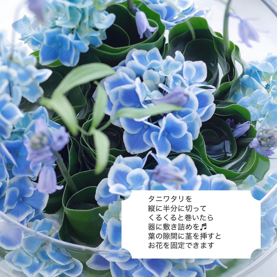 雑誌『花時間』さんのインスタグラム写真 - (雑誌『花時間』Instagram)「アジサイの鉢花が種類豊富に出回るのは、いま。  花時間（@hanajikan_magazine）です。  母の日のプレゼントとしても人気のため、この時期に向けて、大量に出荷されるんです。  このアジサイは、人気のババリア。  大好評発売中の春夏号のアジサイ企画で、ご紹介しているアレンジです。  お花を留めるために使ったのは、タニワタリ。  これからの季節、浅いガラス器を使って、活用したいアイデア💡  アジサイでなくても、さまざまなお花で応用できますよ。  ハサミでチョキチョキ そして、くるくる  名づけて、ロールタニワタリ？　  ロール状態を固定したいなら、ステープラーでパッチンしてもいいですね！  では、元気smile😊😊😊で、素敵な連休をお過ごしください。 byピーターパン  花　@mika_aizawa  写真　@tanabe32   【花時間ニュース】 💜『花時間』から、花の定期便がスタートしました🥰　世界でここだけのバラと旬花が届く嬉しいサービスです💕  💜『花時間2023春夏』〈春のピンク！夏のブルー！〉大好評発売中！  💜『花と短歌でめぐる 二十四節気 花のこよみ』大好評発売中  すべて @hanajikan_magazine のプロフィールのリンクから飛べます✈️  『花時間』本誌や書籍は全国の書店、ネット書店でも発売中✨  #花時間 #アジサイ #アジサイの花 #青い花 #フラワーアレンジ #花が好き #花が好きな人と繋がりたい #花を飾る #花を飾る生活 #花屋さんへ行こう」5月5日 12時51分 - hanajikan_magazine
