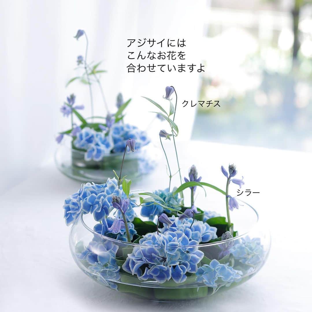 雑誌『花時間』さんのインスタグラム写真 - (雑誌『花時間』Instagram)「アジサイの鉢花が種類豊富に出回るのは、いま。  花時間（@hanajikan_magazine）です。  母の日のプレゼントとしても人気のため、この時期に向けて、大量に出荷されるんです。  このアジサイは、人気のババリア。  大好評発売中の春夏号のアジサイ企画で、ご紹介しているアレンジです。  お花を留めるために使ったのは、タニワタリ。  これからの季節、浅いガラス器を使って、活用したいアイデア💡  アジサイでなくても、さまざまなお花で応用できますよ。  ハサミでチョキチョキ そして、くるくる  名づけて、ロールタニワタリ？　  ロール状態を固定したいなら、ステープラーでパッチンしてもいいですね！  では、元気smile😊😊😊で、素敵な連休をお過ごしください。 byピーターパン  花　@mika_aizawa  写真　@tanabe32   【花時間ニュース】 💜『花時間』から、花の定期便がスタートしました🥰　世界でここだけのバラと旬花が届く嬉しいサービスです💕  💜『花時間2023春夏』〈春のピンク！夏のブルー！〉大好評発売中！  💜『花と短歌でめぐる 二十四節気 花のこよみ』大好評発売中  すべて @hanajikan_magazine のプロフィールのリンクから飛べます✈️  『花時間』本誌や書籍は全国の書店、ネット書店でも発売中✨  #花時間 #アジサイ #アジサイの花 #青い花 #フラワーアレンジ #花が好き #花が好きな人と繋がりたい #花を飾る #花を飾る生活 #花屋さんへ行こう」5月5日 12時51分 - hanajikan_magazine