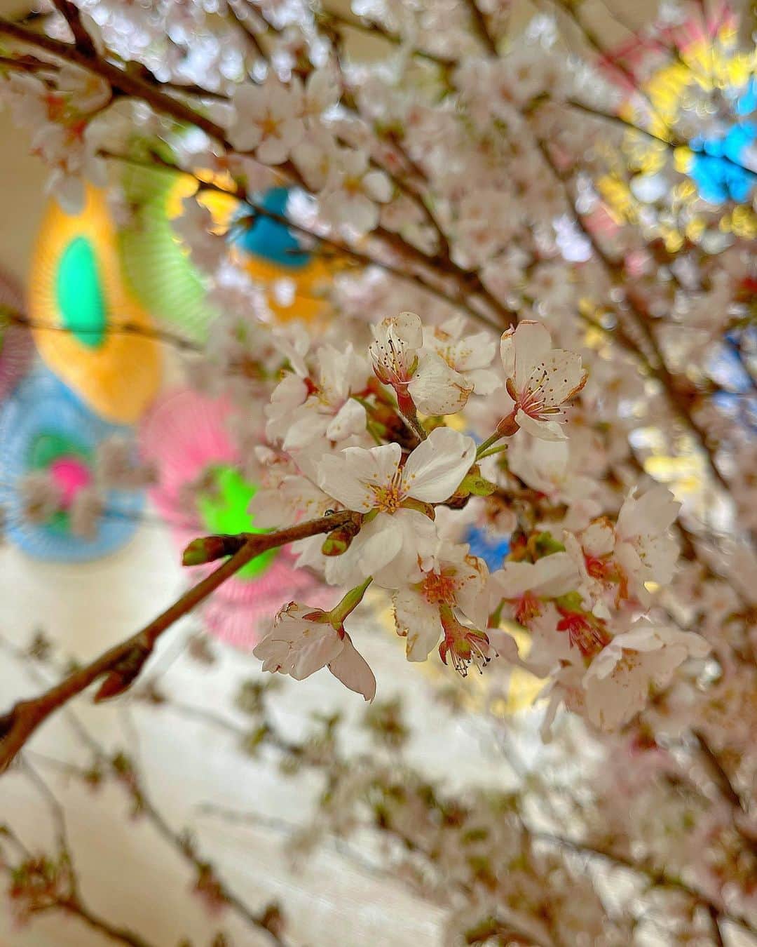 百合華さんのインスタグラム写真 - (百合華Instagram)「兵庫県神戸市の旧居留地にある『ルイ・ヴィトン 神戸店』にて可愛くてお優しいまりちゃんと一緒にお花見女子会タイム🌸🌸🌸  #女子会のある世の中は平和だ   桜のお花で彩られた店内空間には草間彌生さんコラボな新作商品や不動の人気商品の数々が並べられていてまるで美術館にいるみたいな気分になれました🎨  #店内に桜を生けて愛でるスタイル   #草間彌生ルイヴィトンコラボレーション   担当の方が３階の広々ソファー席へ御案内してくださり春を感じるオードブルやお茶菓子をいただける素敵なおもてなしに大感動🍡✨🍵  #花より団子系女子の本領発揮   帰り際に『SUGALABO V』のパウンドケーキとモノグラム柄のブランケットをプレゼントして頂き終始至れり尽せりで大変贅沢な至福のひとときをありがとうございました😍🥂🎁  #担当の方のお客様への気遣いが素敵すぎる   #この度はお世話になりありがとうございました   #japan #日本 #兵庫県 #神戸 #神戸市  #旧居留地 #お花見お茶会 #ルイヴィトン神戸　 #春のお花見シリーズ  #贅沢な時間の過ごし方  #ルイヴィトン神戸旧居留地  #神戸旧居留地店限定イベント  #素敵な空間で幸せな時間  #女子会は話が尽きない  #春夏新作アイテム  #ヴィトンの新作 #louisvuitton #草間弥生 #女子会 #花見 #桜」5月5日 13時06分 - yurika.lovelily