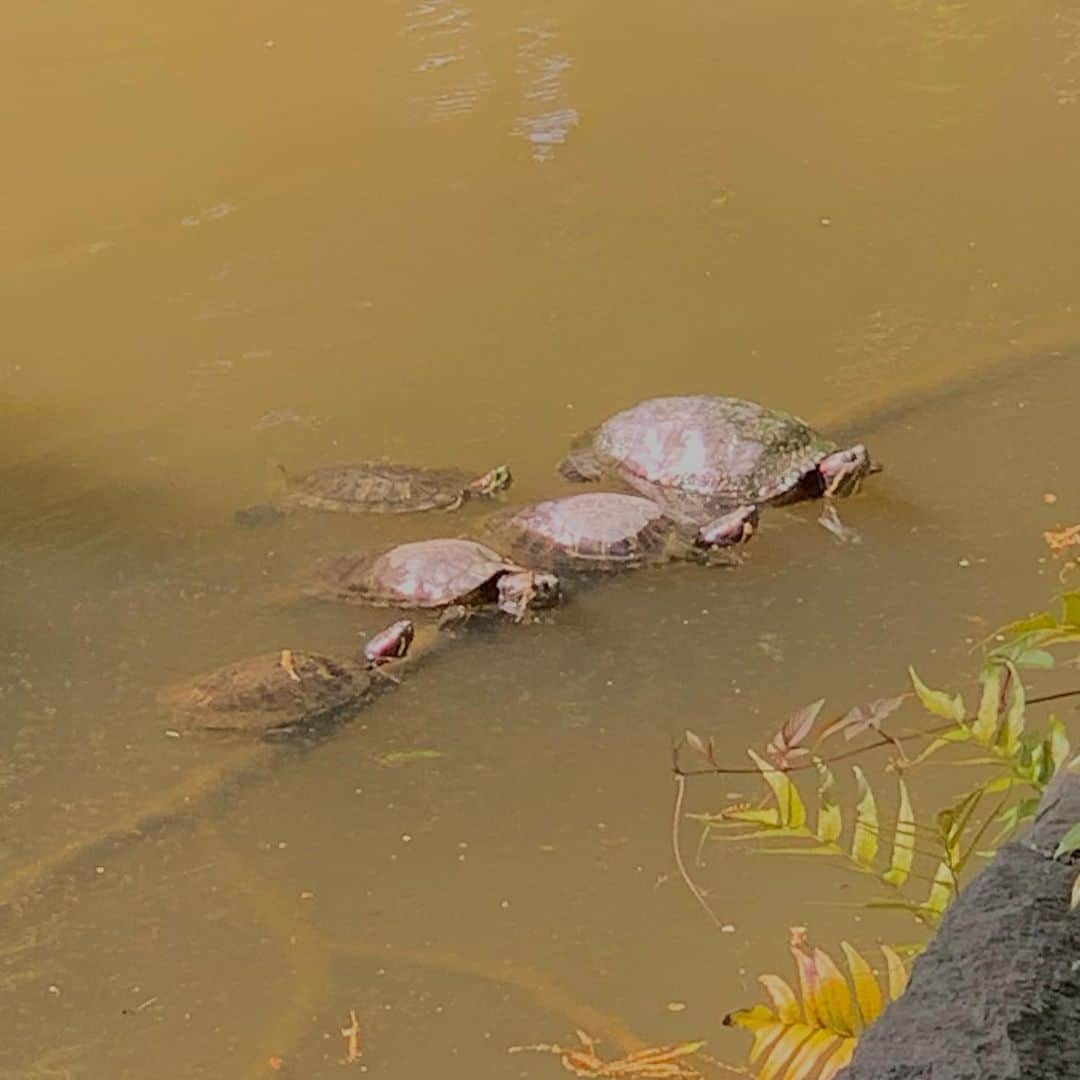 久保田紗友のインスタグラム：「GW 🐢🐢🐢🐢 🐢」