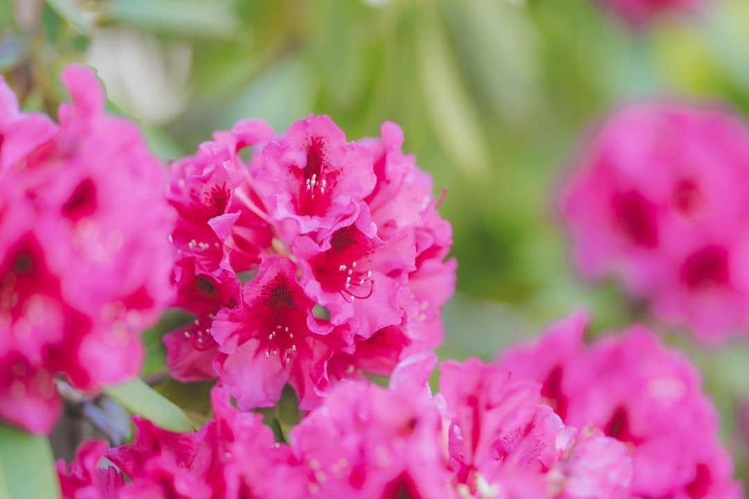 神成藍子さんのインスタグラム写真 - (神成藍子Instagram)「✿.*⸜( •ᴗ• )⸝*.❀  #flower #花」5月5日 14時03分 - kanna_nijimura
