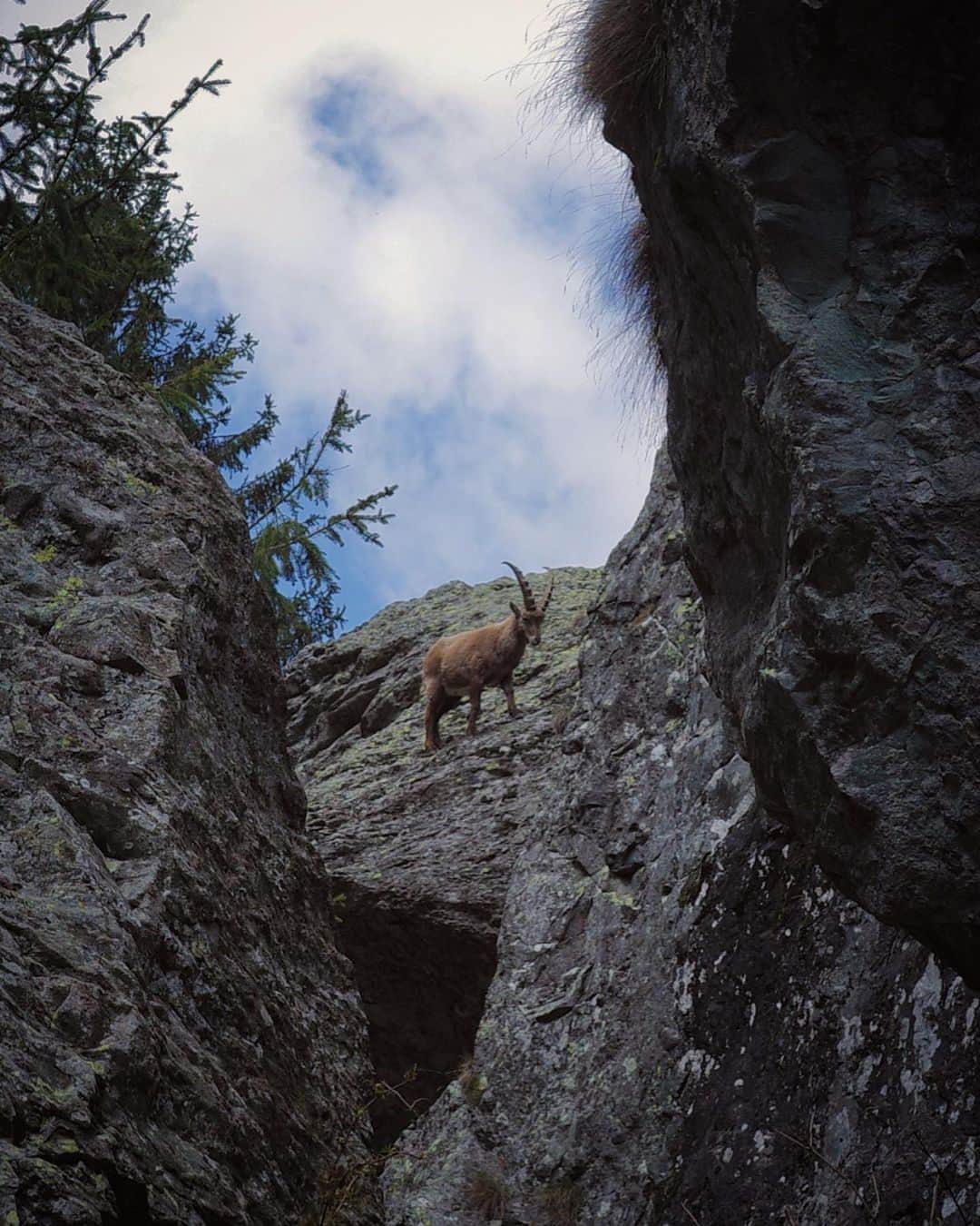 石川直樹さんのインスタグラム写真 - (石川直樹Instagram)「#AlpiOrobie Fieldwork, #ValSanguigno, #Italy. 初めて#アイベックス に会って、ぞくぞくした。動物写真家の気持ちが少しわかった気がした。 『三びきのやぎのがらがらどん』という名作絵本（トトロで、サツキとメイがお母さんに読んでもらってる絵本）があるけれど、アイベックスと目が合ったとき、マーシャ・ブラウンのあの絵を思い出した。 . #lombardia#provinciabergamo#orobiebergamasche#orobie#ibex#vallesanguigno#valgoglio#alpineibex#stambecco」5月5日 14時10分 - straightree8848