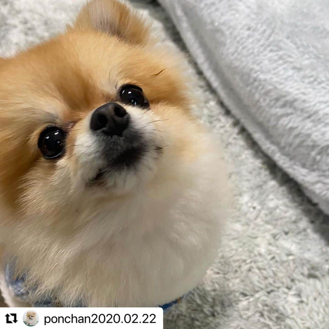 【公式】いぬのきもち・ねこのきもちのインスタグラム：「#Repost @ponchan2020.02.22 さんのぽんちゃん。  朝ごはんに ワクワク💕  ハッシュタグ #いぬのきもち #ねこのきもち に投稿いただいた可愛い写真をご紹介しています！ 「いぬのきもちWEB　MAGAZINE」、「ねこのきもちWEB MAGAZINE」でもご紹介させていただくことも！  -------------------  .  #いぬ #いぬすたぐらむ #いぬのいる暮らし #いぬのきもち #いぬ好き #犬 #犬好きさんと繋がりたい #犬のいる生活 #犬と暮らす #犬好き #dog #dogsofinstagram #dogstagram  #ポメラニアン」