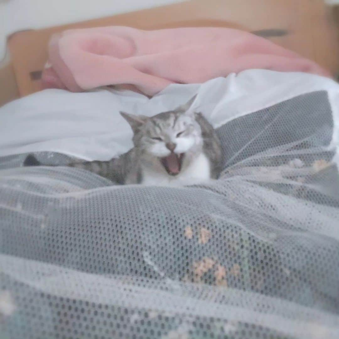 瀬戸マドカのインスタグラム：「あくびーーむ🥱Yawn🛌🐱michan💖 · · 2pic📷不機嫌そうに目を開けてると見せかけて、半分寝てます🥱ほんとうはゴキゲン「なでて💛」と、ゴロゴロ音発生💛 夜鳴きからの添い寝💖#シニア猫 #猫寝かしつけ  · #シニア猫17歳 身体なでないと中々寝ない😽 · よーく見ると歯が一本にゃい · · · #シニア猫との暮らし #なでなでタイム #あくび猫 #猫あくび #シニア猫17歳 #seniorcat #catyawn #catstagram #catlover」