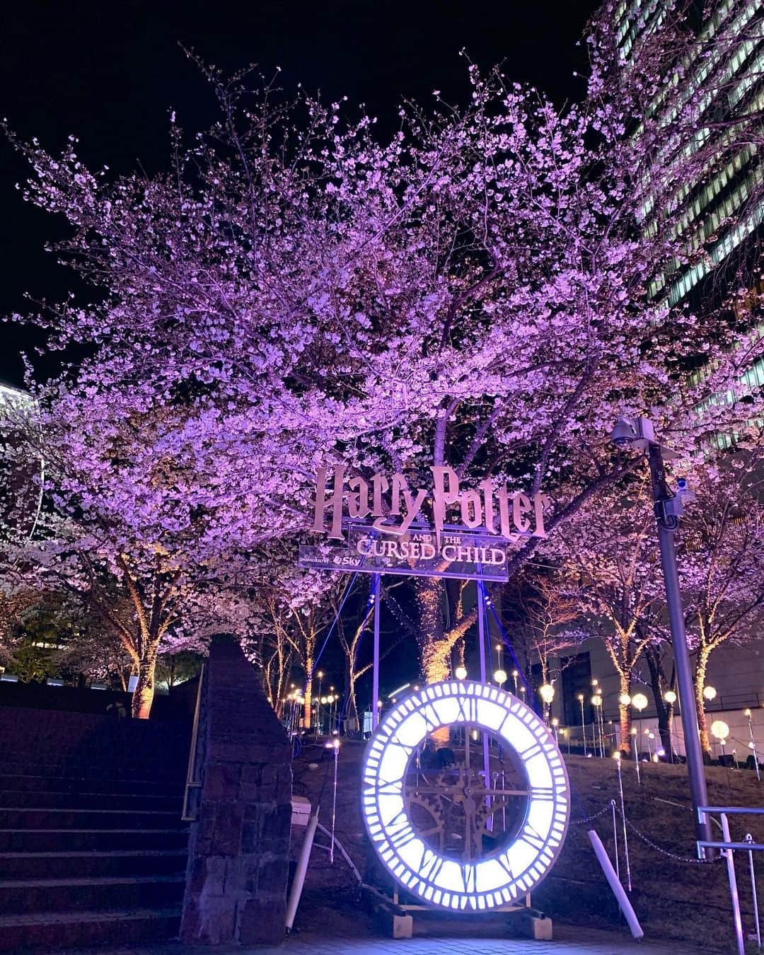 新谷良子のインスタグラム：「. めちゃくちゃ久しぶりの更新&季節もまぁまぁ過ぎた写真だけど😅 今年見た桜をまとめてみました。  赤坂ACTシアターでは、ハリポタの舞台がロングラン公演しています。もう何回か観てるけど、また行く予定があるので楽しみ🤗  そんなACTシアターの隣に、いつもお世話になっているTBSがあります。「news23」のナレーション、もう3年めになりました。まだまだ日々勉強の毎日です💪  大好きな、TDSの桜！今年も見ることができました🌸 河津桜の濃いめピンクが青空に映えて、めちゃくちゃキレイだったなぁ☺️  そして、ホテルミラコスタの桜。 こちらは大島桜なので、とてもとても淡い色。  ミラコからピクニックエリアに行く階段の写真（昼のすがた）と（夜のすがた）の2枚。 夜はカストさんが桜の花びらでミッキーシェイプを作ってくれていました。めちゃきゃわ😍💓  今シーズン最後に見た目黒川（だったはず）の桜。 あいにくの曇り空だったけど、川辺の桜をゆっくり見ることがなかなかないから、堪能してきました🌸  「桜よりもっと前の写真だけど載せたい写真」が実はいっぱいあるので、またお付き合いいただけたら嬉しいです😅💕」