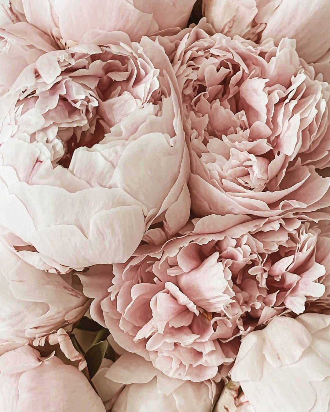 Yukicoさんのインスタグラム写真 - (YukicoInstagram)「𓆱𓆸𓆹𓆺  ————————————————————— 見てくださる方にプラスになる投稿をしていきます 是非いいね♡フォロー♡ よろしくお願いいたします𓅟 私の写真の編集については フォトレッスンでレクチャーをしています —————————————————————  #flowers#flowerpower#flowerphotography#flowerporn#flowerslovers#flowerstagram#bouquet#bouquets#btsarmy#jiminpen#btsjimin #ジミンペン」5月5日 20時05分 - yukicolifecom