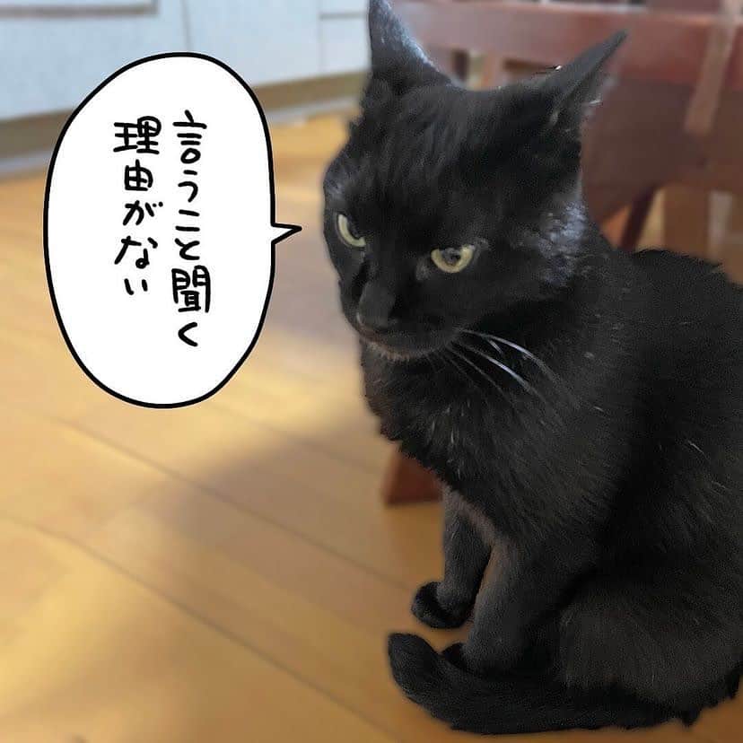 猫壱（ねこいち•ネコイチ）さんのインスタグラム写真 - (猫壱（ねこいち•ネコイチ）Instagram)「人間は猫に振り回される🐈  ▫ ▫  :::::::::猫壱 :::::::  猫壱は\…猫が幸せ、私も幸せ…/をモットーに猫グッズの開発に取り組んでいます♪ ▫ 気になる方は @necoichicojp をチェックしてみてくださいね！ ▫ ▫ 【Special thank-you @86palpal 💕💕💕💕】  Reproduction is  prohibited.  ...........................................................................  #ナノトクラス #猫あるある #猫漫画 #ネコマンガ  #猫まんが  #ねこまんが #キジシロ #黒猫 #猫と暮らす  #ねこあるある  ...........................................................................」5月5日 20時10分 - necoichicojp