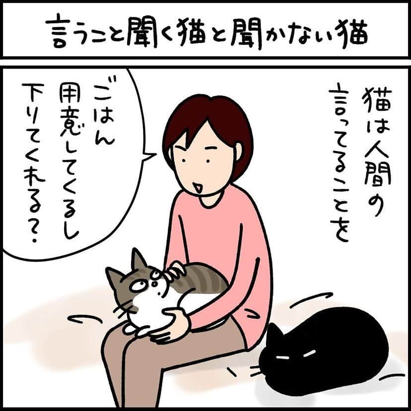 猫壱（ねこいち•ネコイチ）のインスタグラム