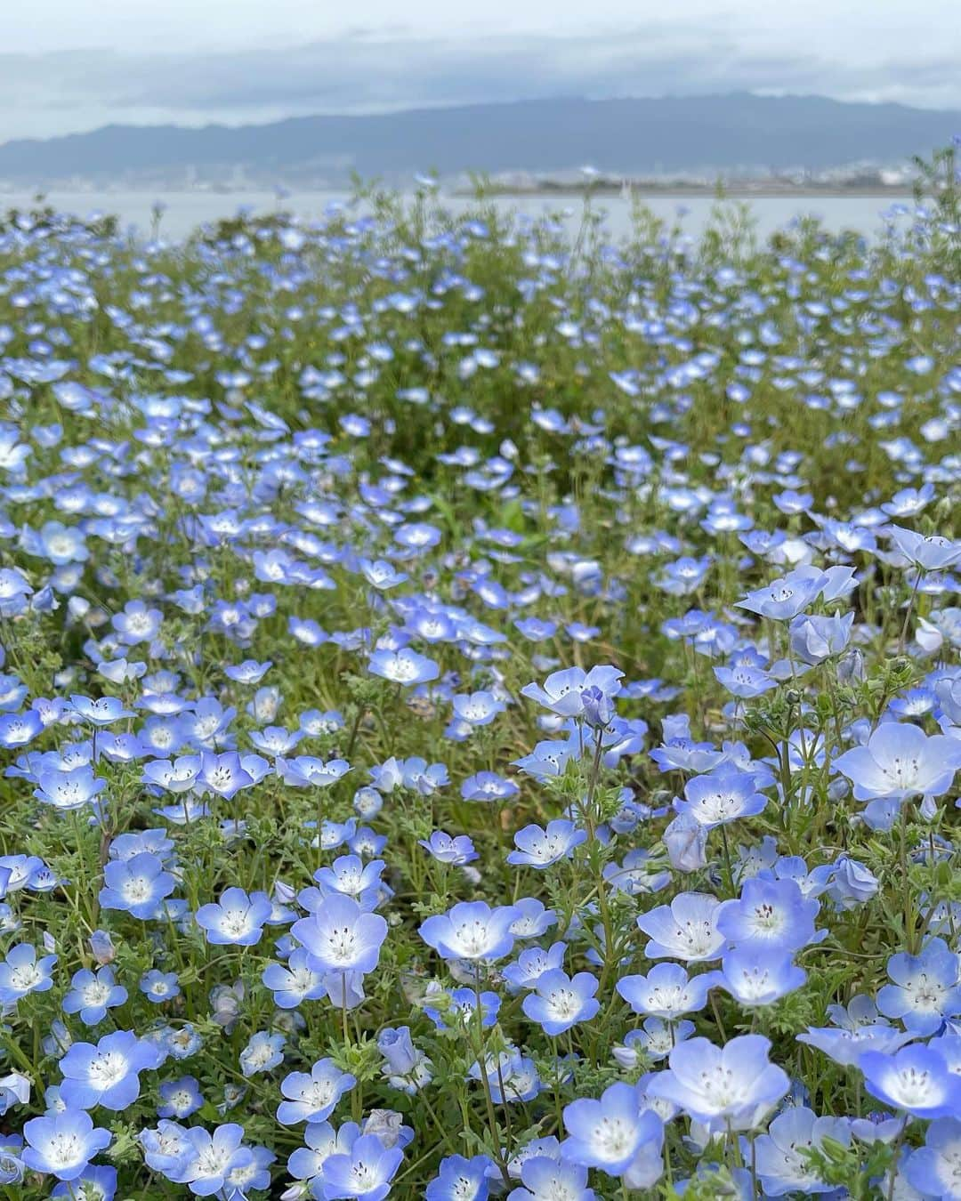 MOEさんのインスタグラム写真 - (MOEInstagram)「1度見てみたかったネモフィラ畑🌿🩵 @osaka_maishima_seasidepark   5月7日まで開催されてると知って急遽行ってきました✨広大な敷地に広がる一面のネモフィラブルー🩵💙  朝1番で到着したので、まだ人もそこまで多くなく、涼しくて良かったです〜❁◡̈ ネモフィラ色のソフトクリームも美味しかったぁ🍦😋  #ネモフィラ #ネモフィラ畑 #ネモフィラ祭り #ネモフィラブルー #舞洲シーサイドパーク #ネモにゃん #お花畑 #花のある風景 #nemophila #osakajapan」5月5日 20時11分 - m0e_1i7_